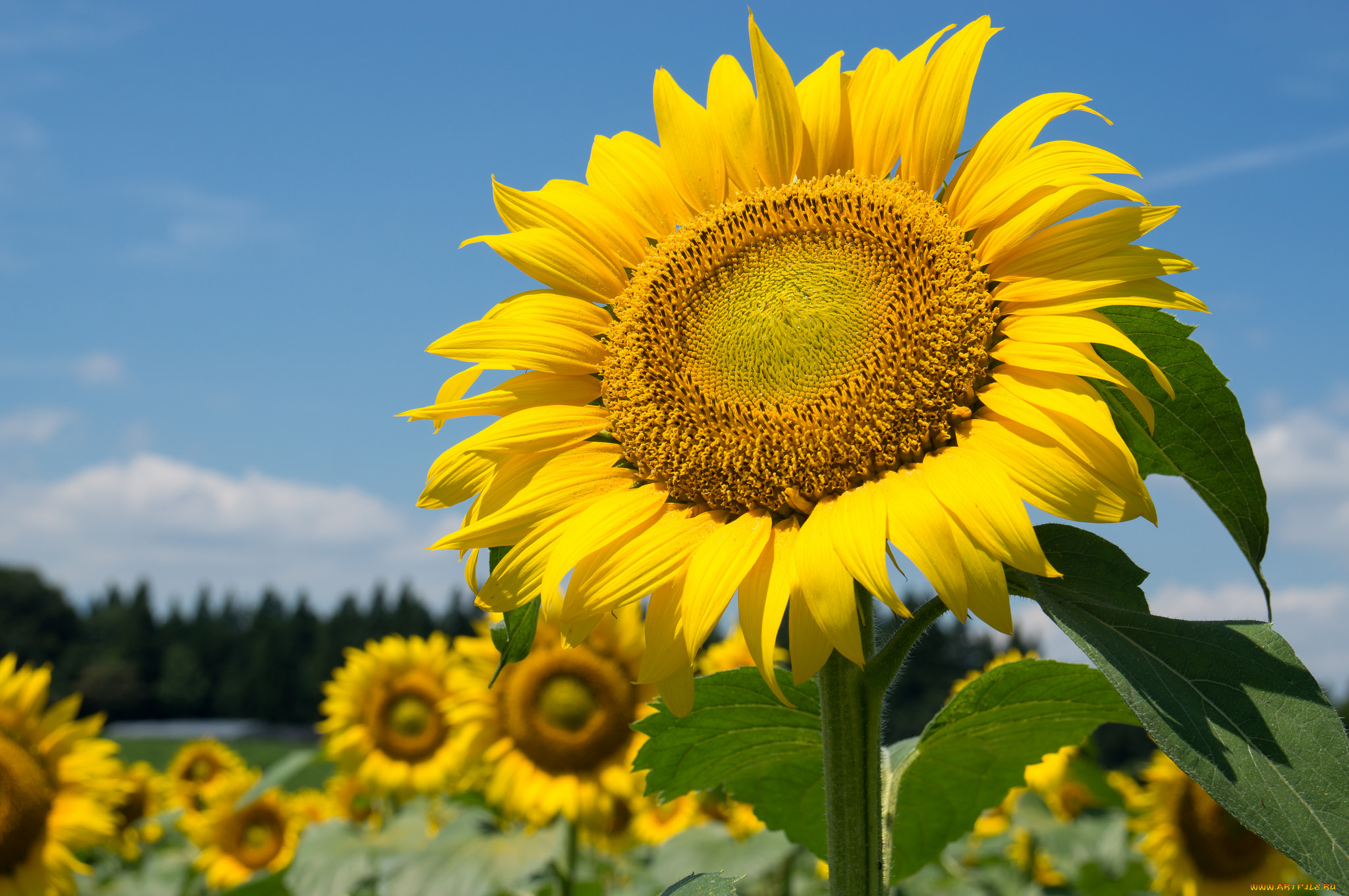цветы, подсолнухи, подсолнух
