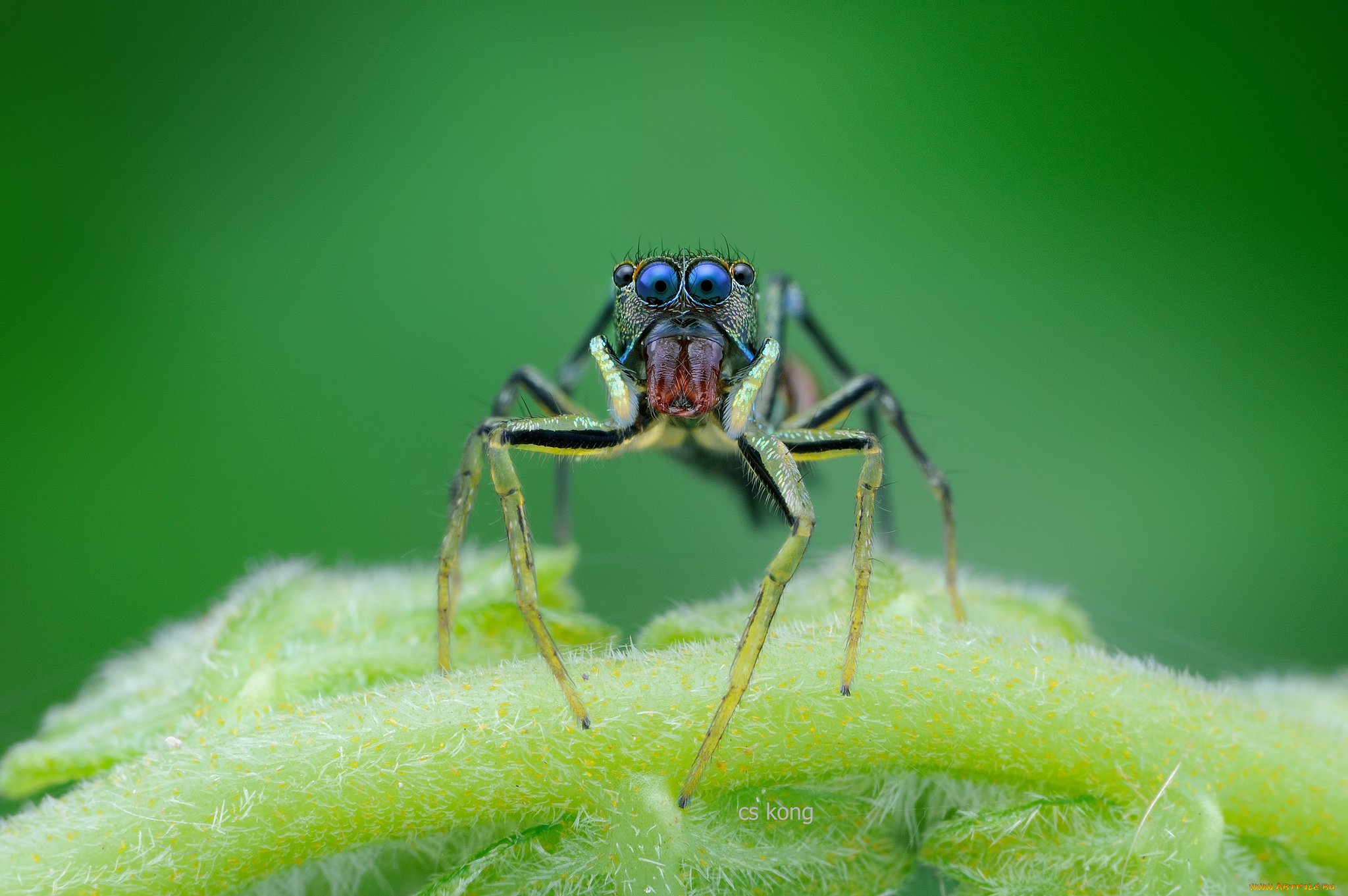 животные, пауки, джампер, глазки, лапки, паук, макро