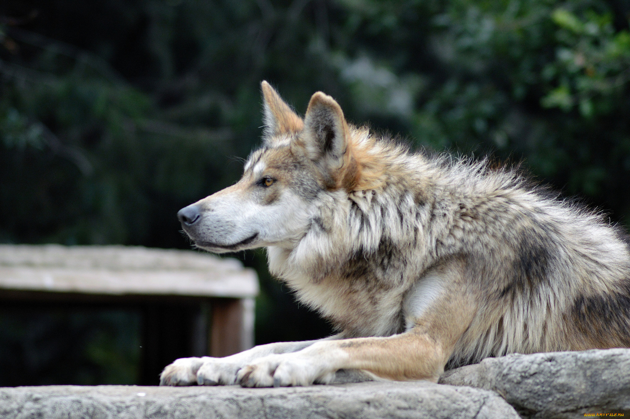 животные, волки, , койоты, , шакалы, волк