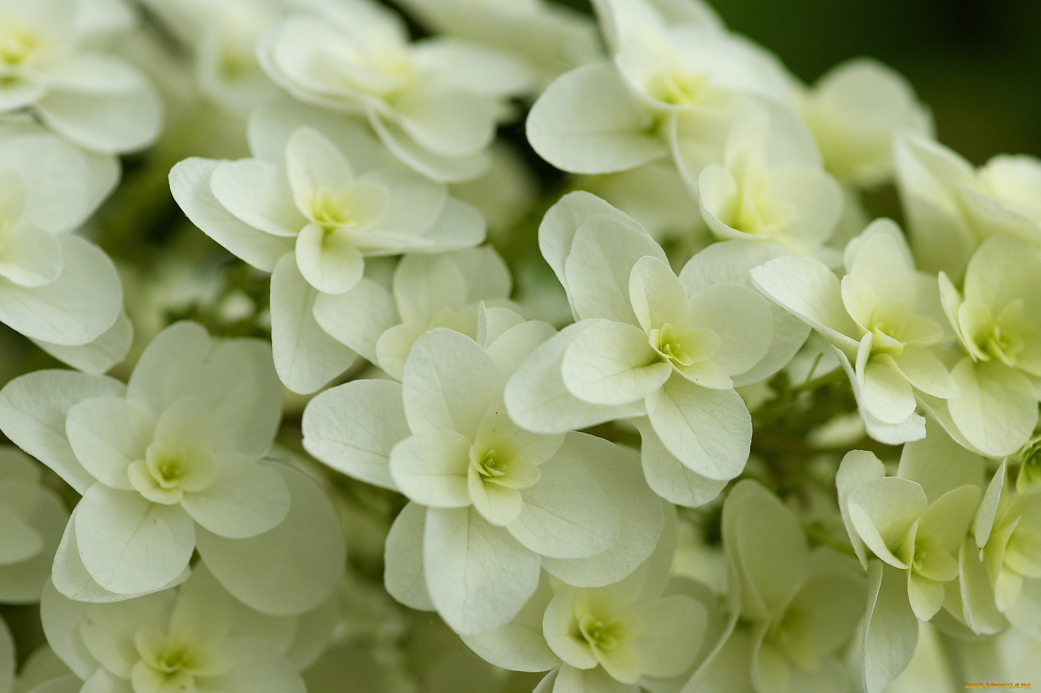 цветы, гортензия, белые, соцветие, макро