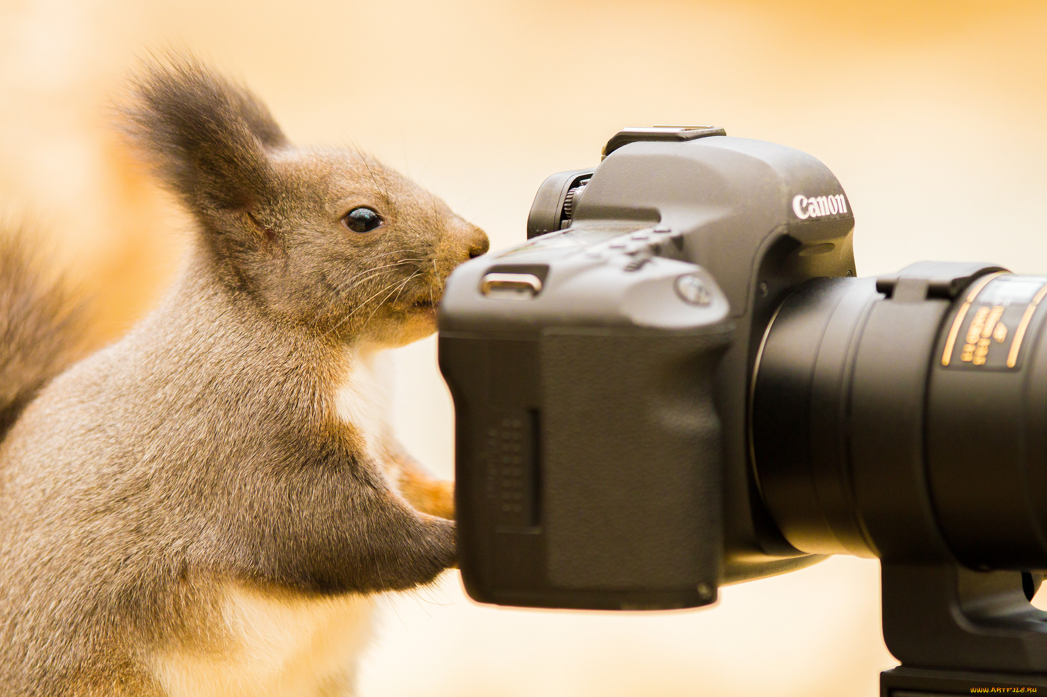 животные, белки, белка, фотоаппарат