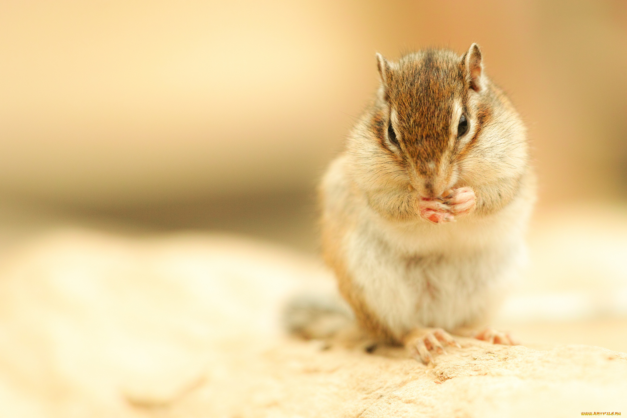 животные, бурундуки, бурундук