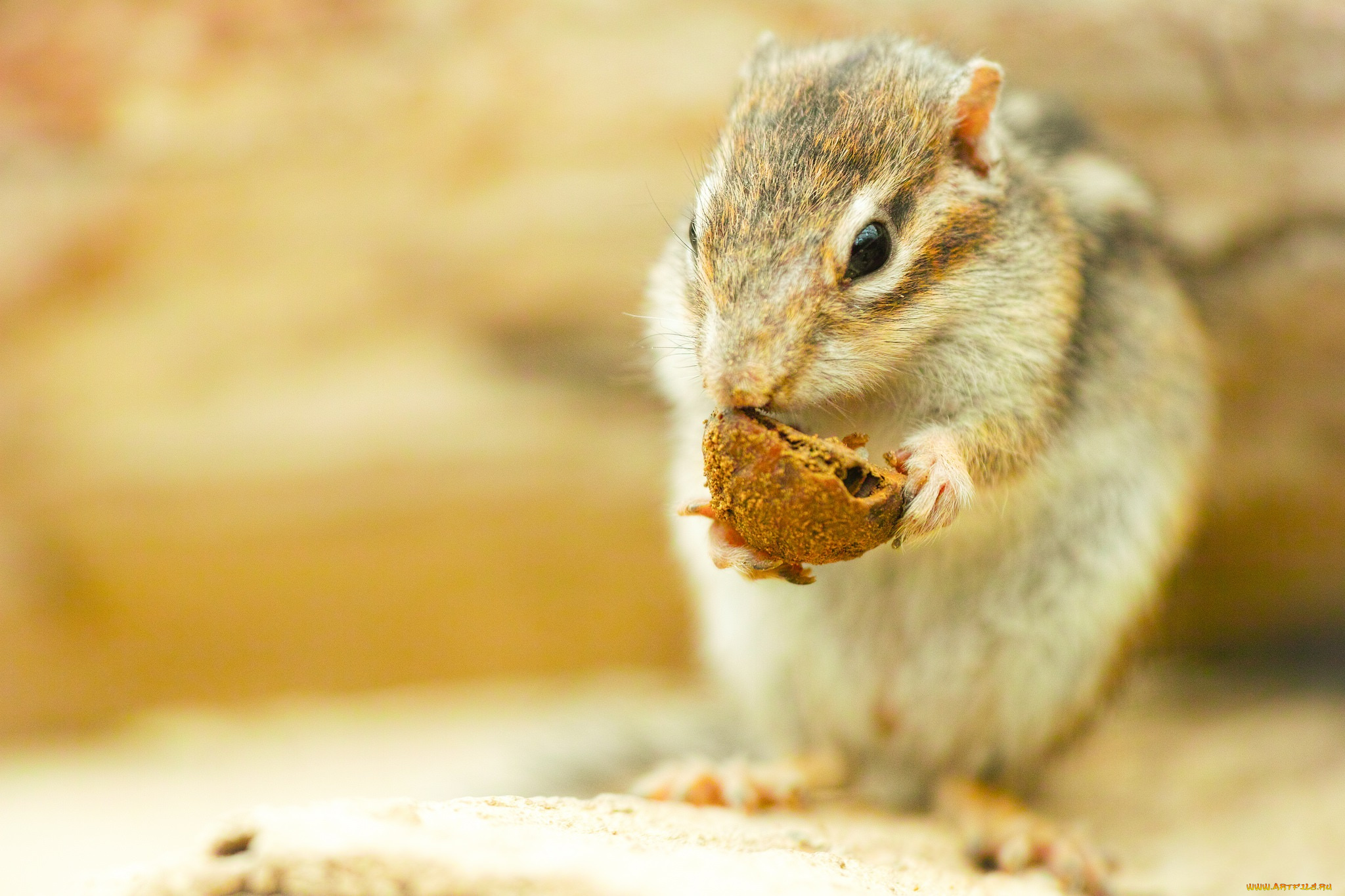 животные, бурундуки, бурундук, фон