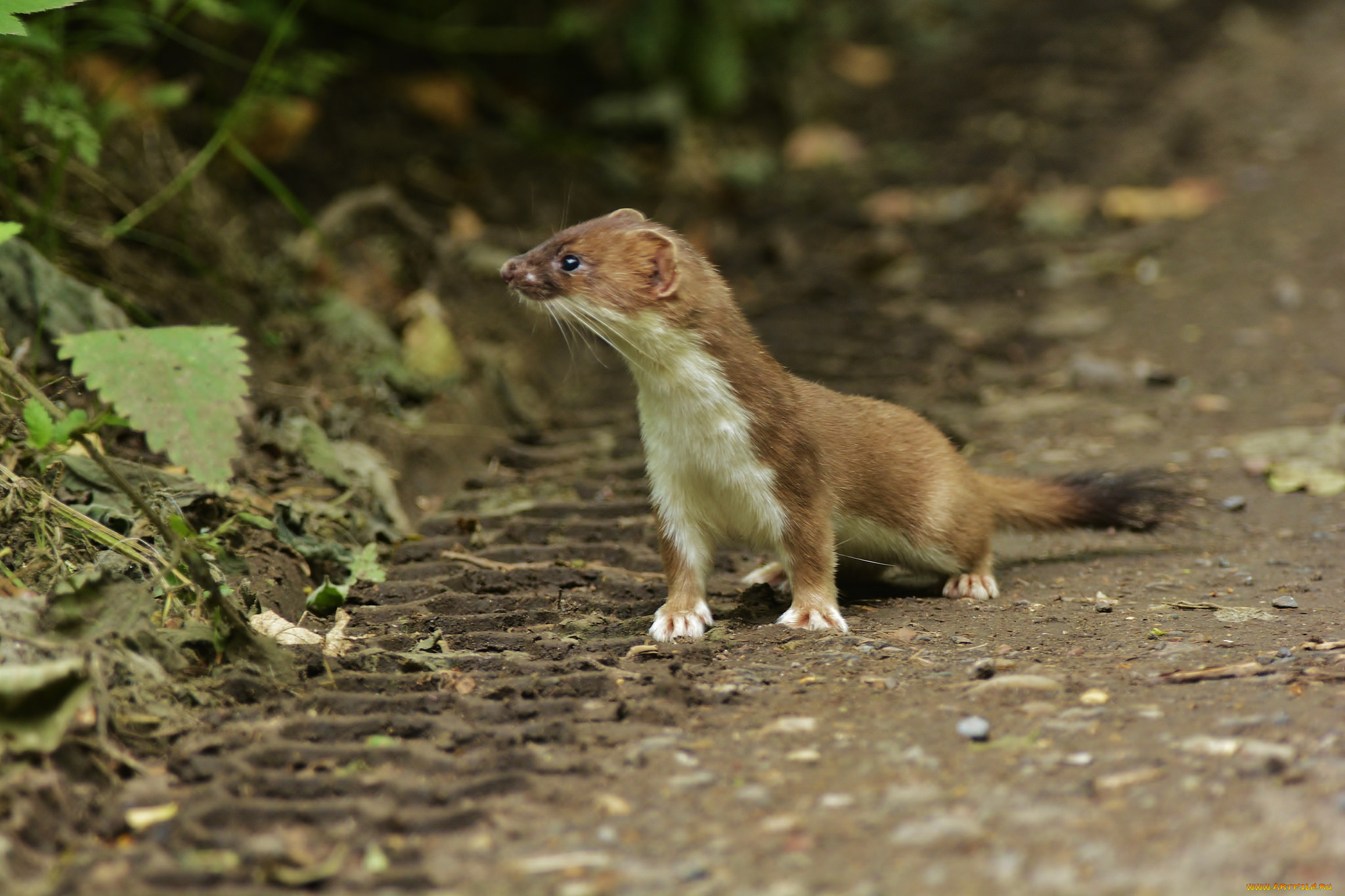 животные, хорьки, , куницы, , горностаи, , ласки, , соболи, горностай