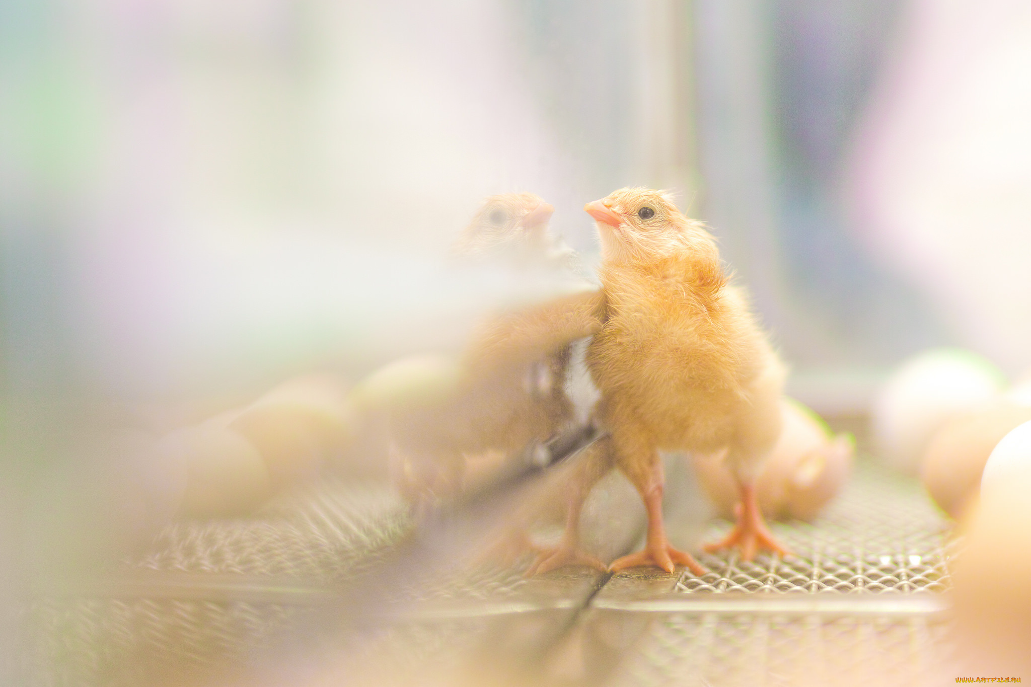 животные, куры, , петухи, цыплёнок