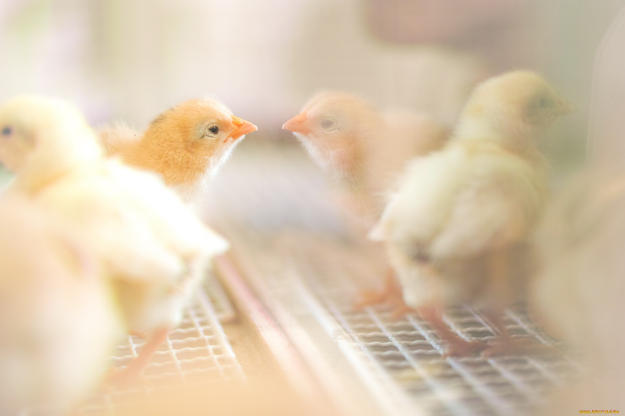 животные, куры, , петухи, цыплёнок