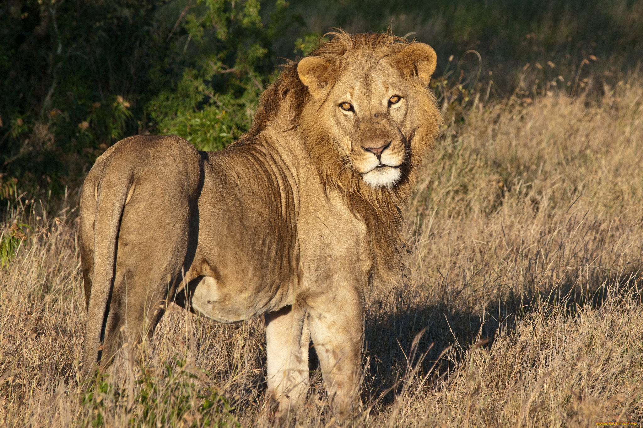 животные, львы, лев
