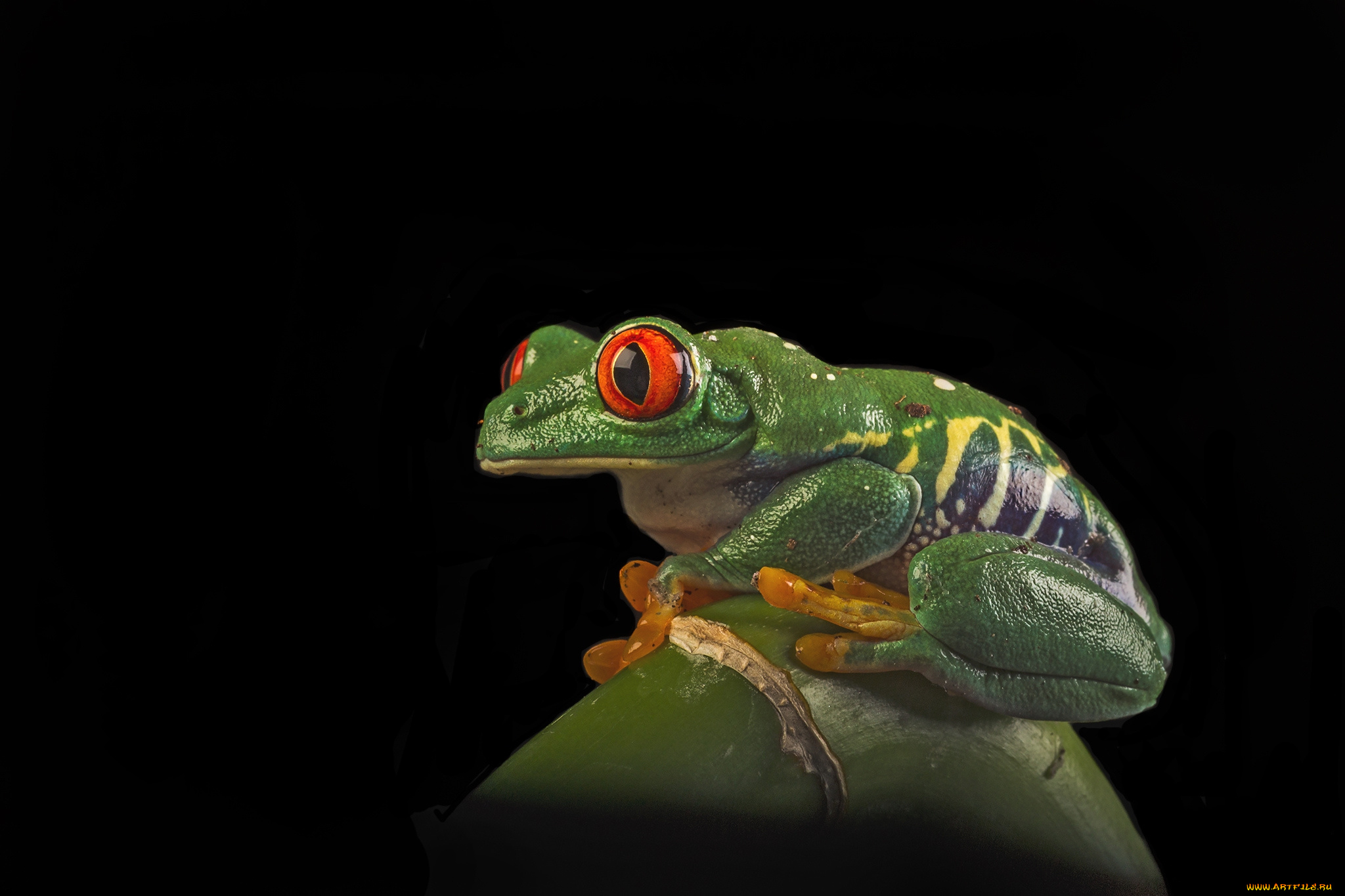 животные, лягушки, лягушка