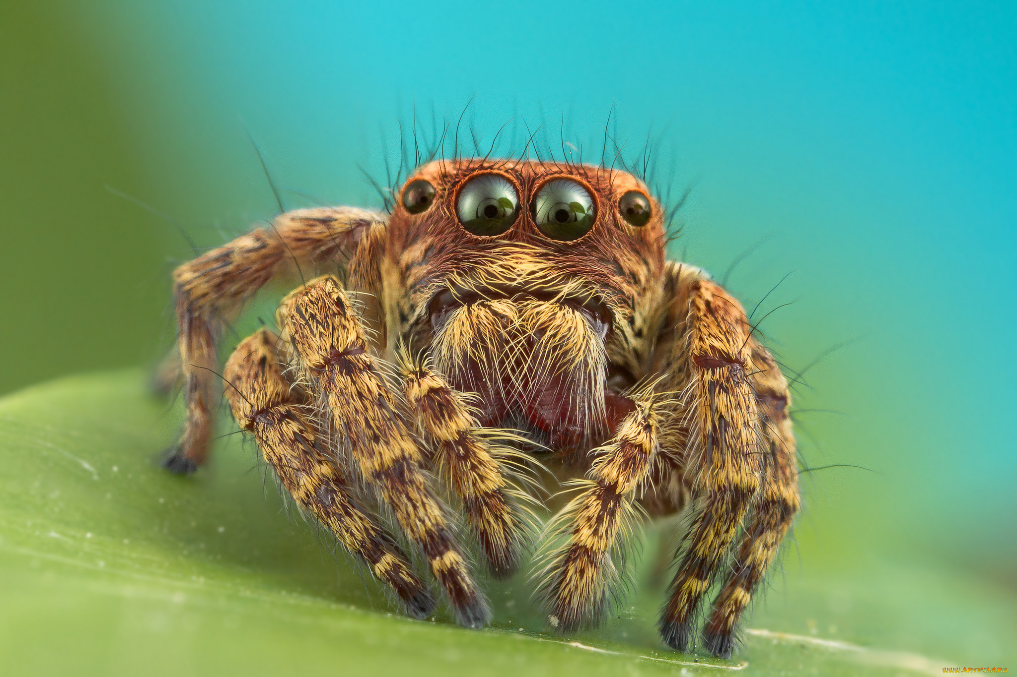 животные, пауки, паучок