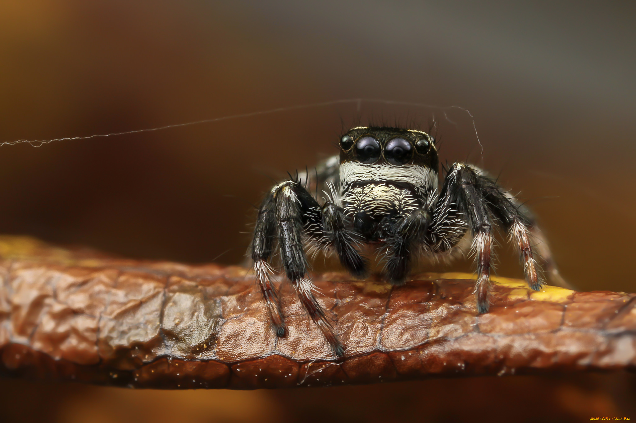 животные, пауки, паучок