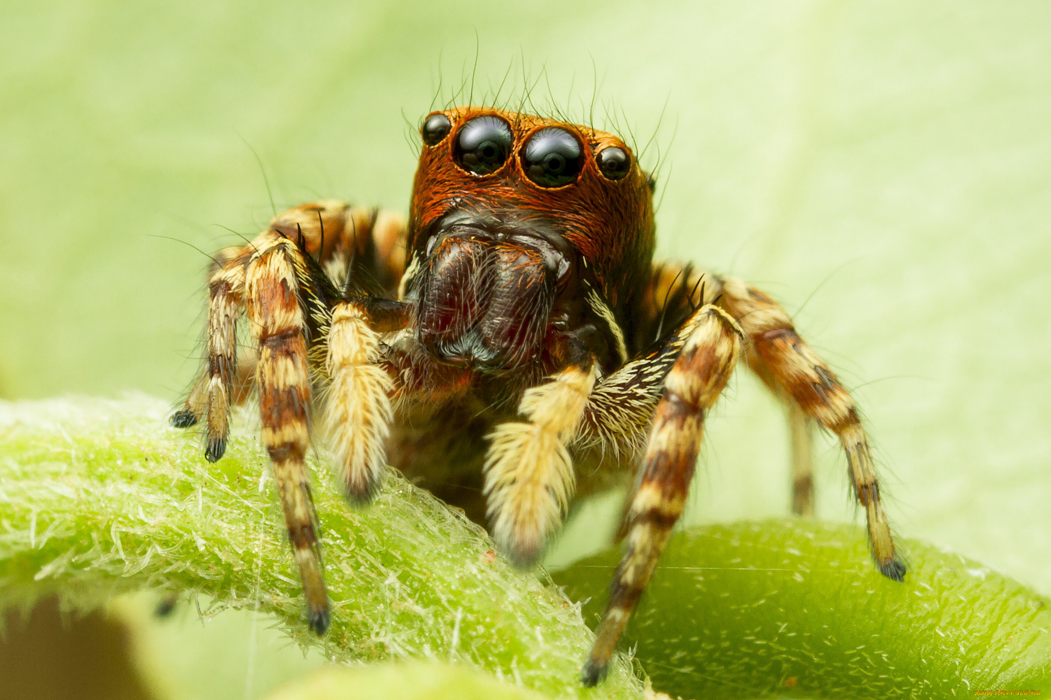 животные, пауки, паучок