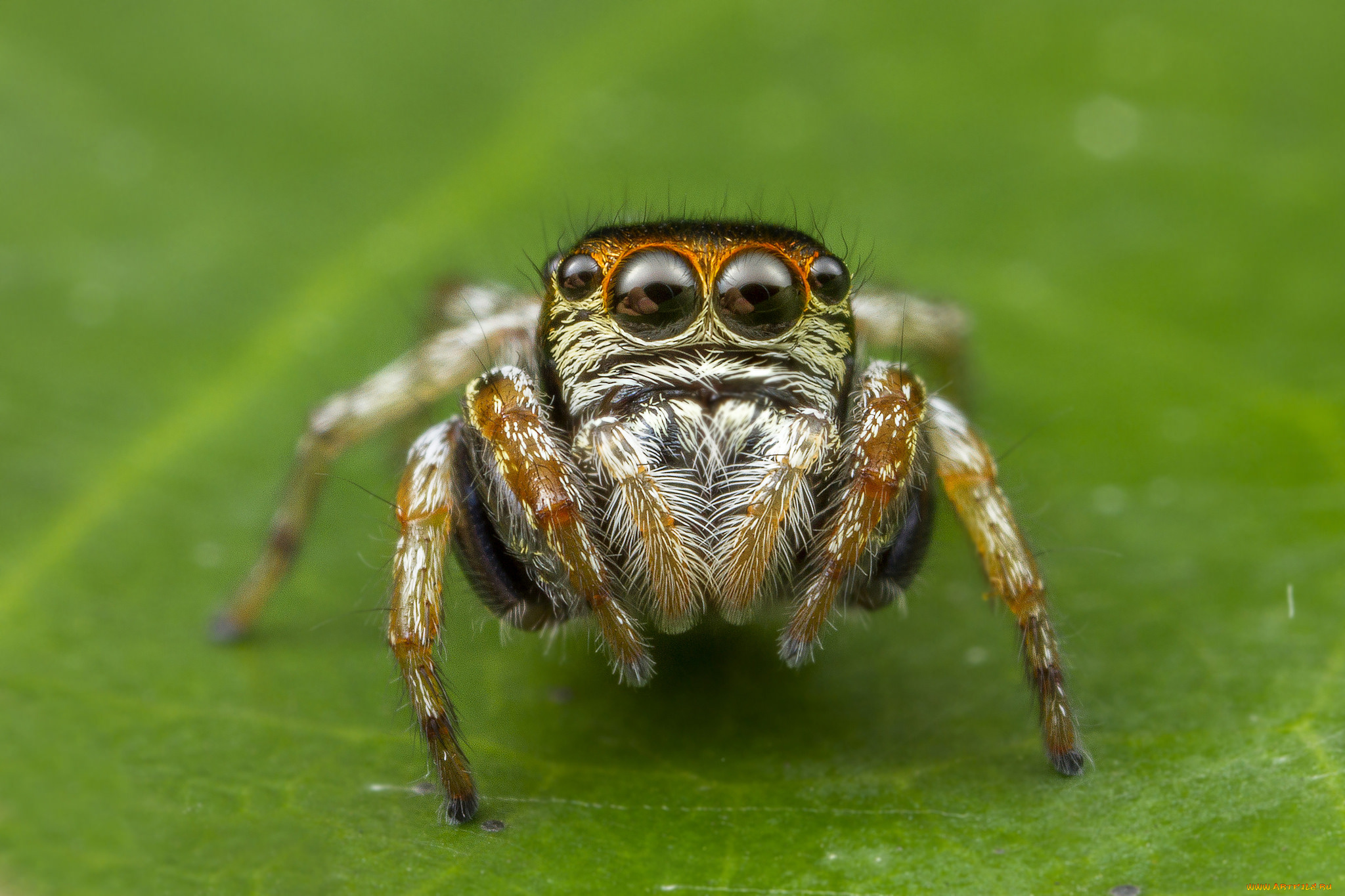 животные, пауки, паучок