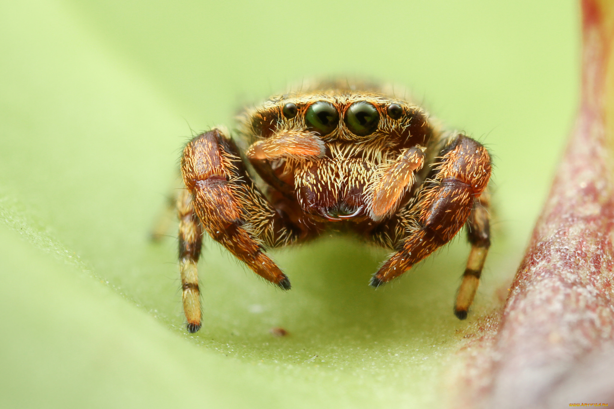 животные, пауки, паучок