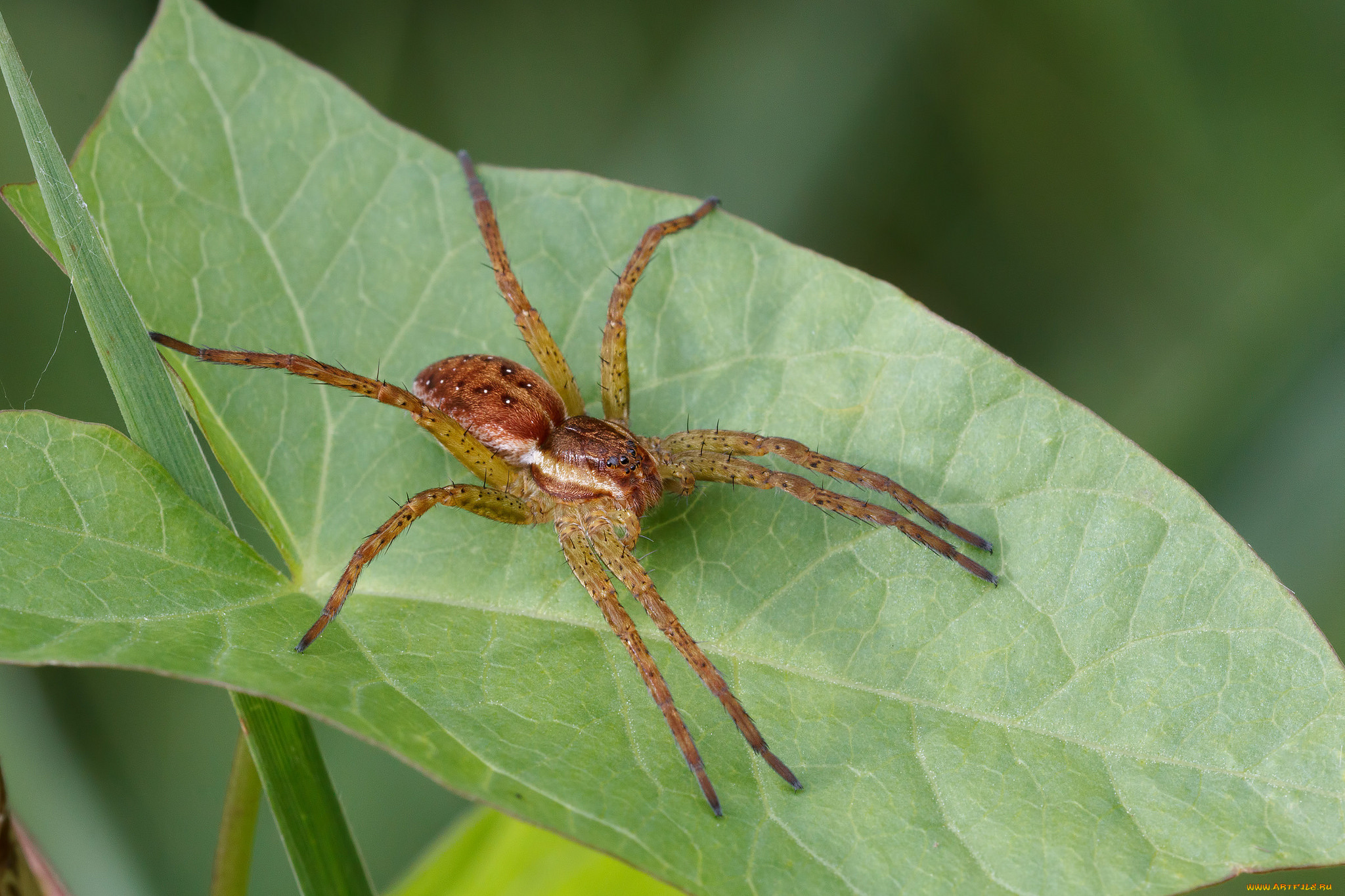 животные, пауки, паук, лист, макро