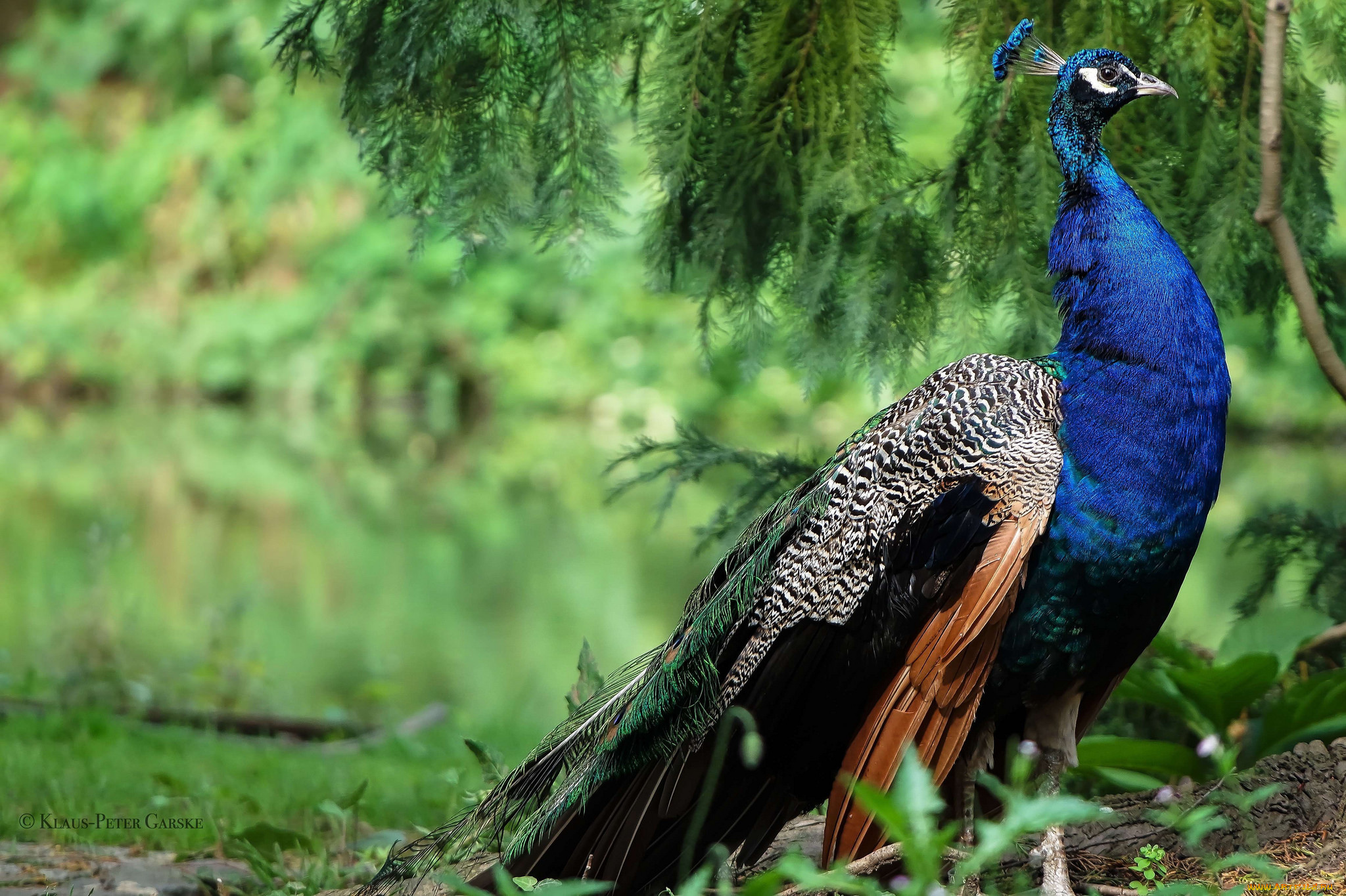 животные, павлины, павлин