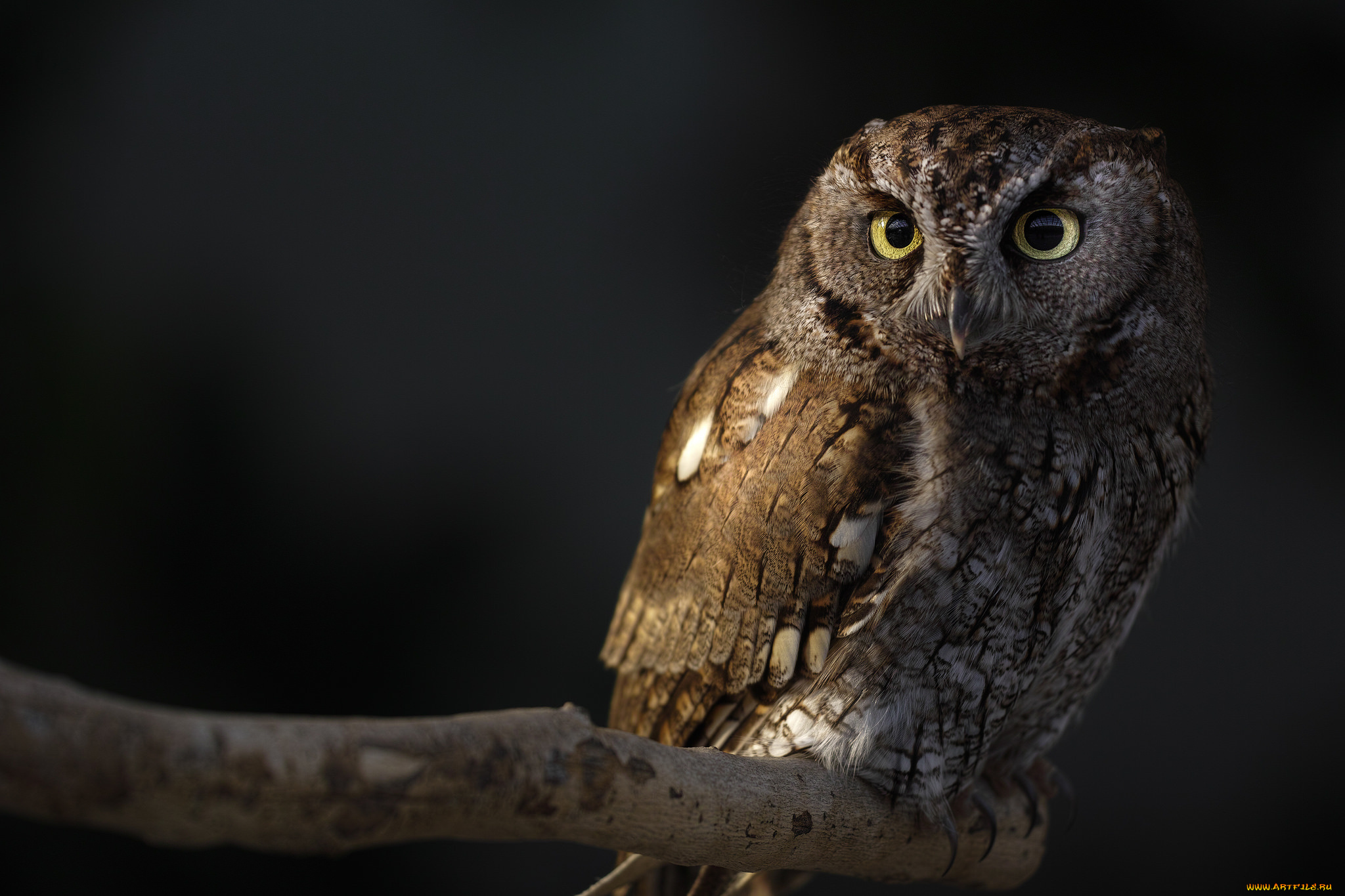 животные, совы, ночь, сова