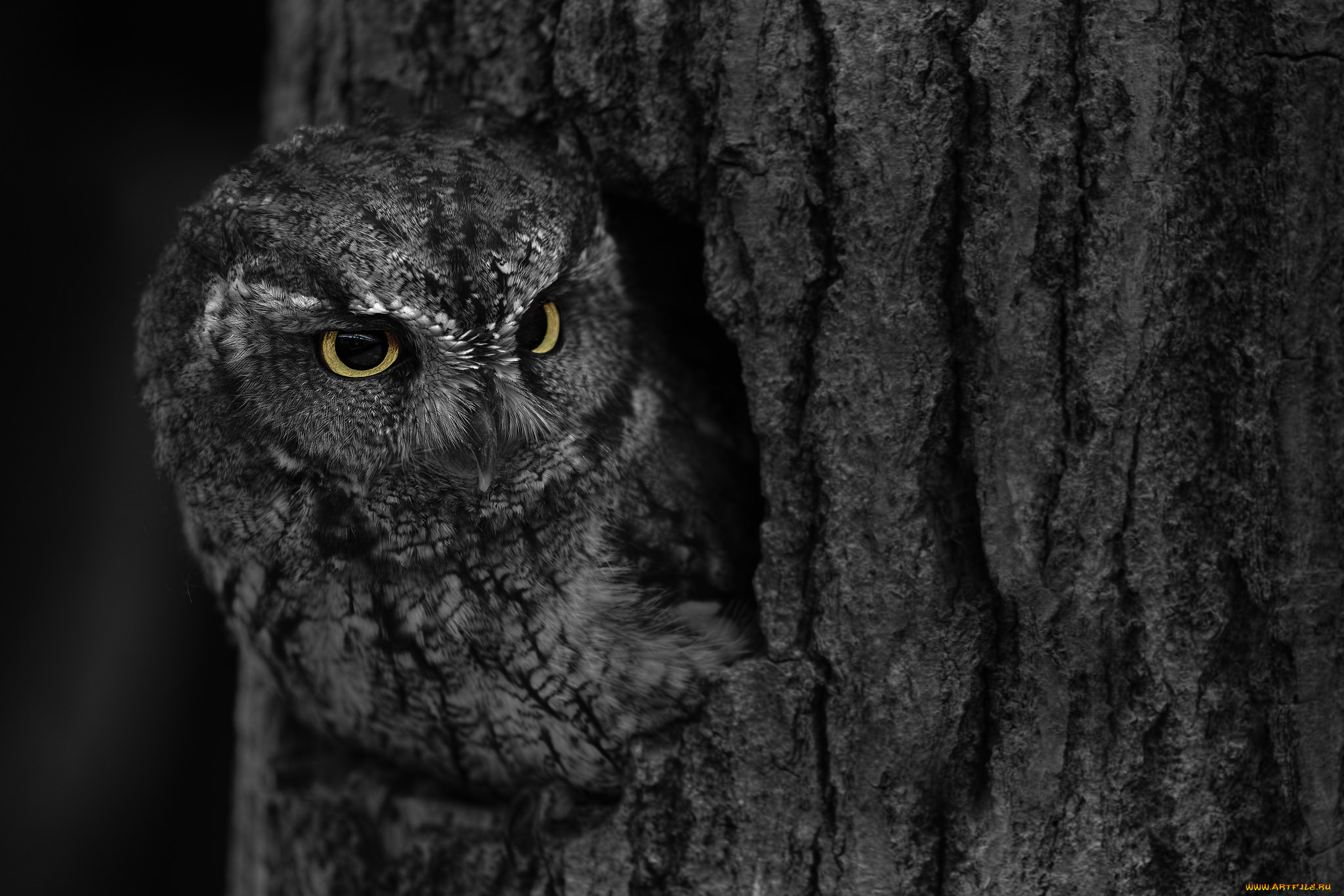 животные, совы, сова, дерево