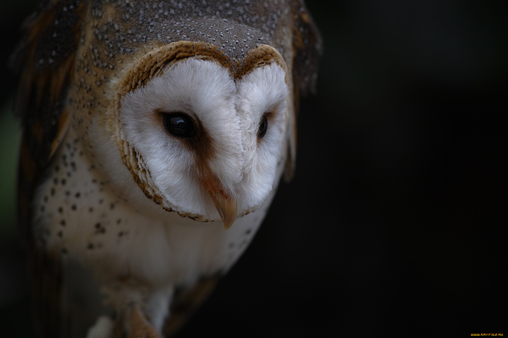 животные, совы, сова, сипуха