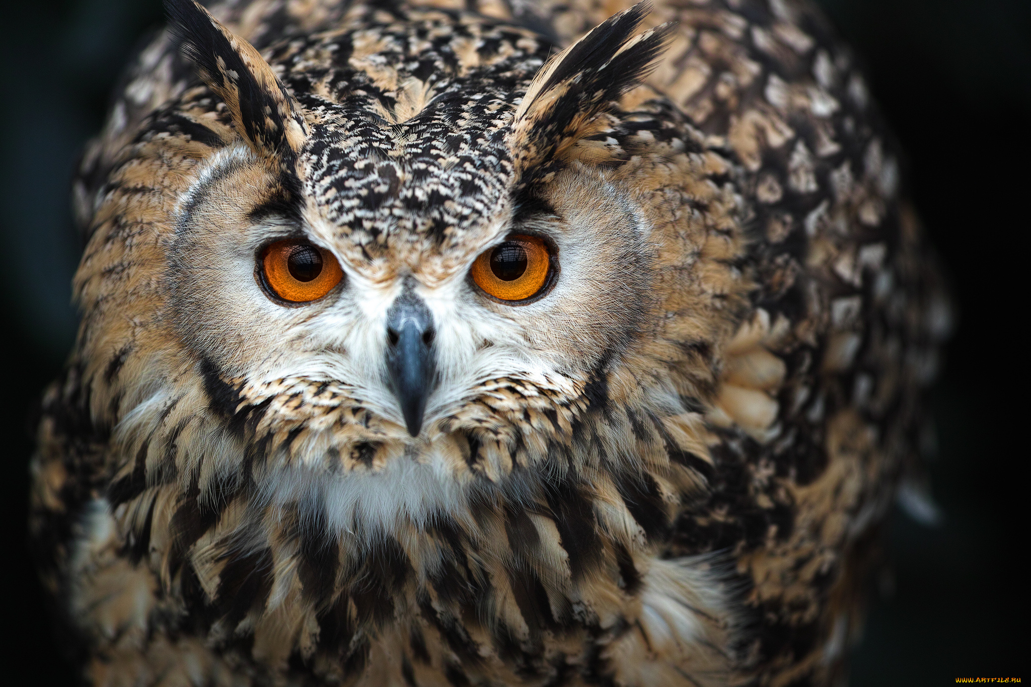 животные, совы, сова, взгляд