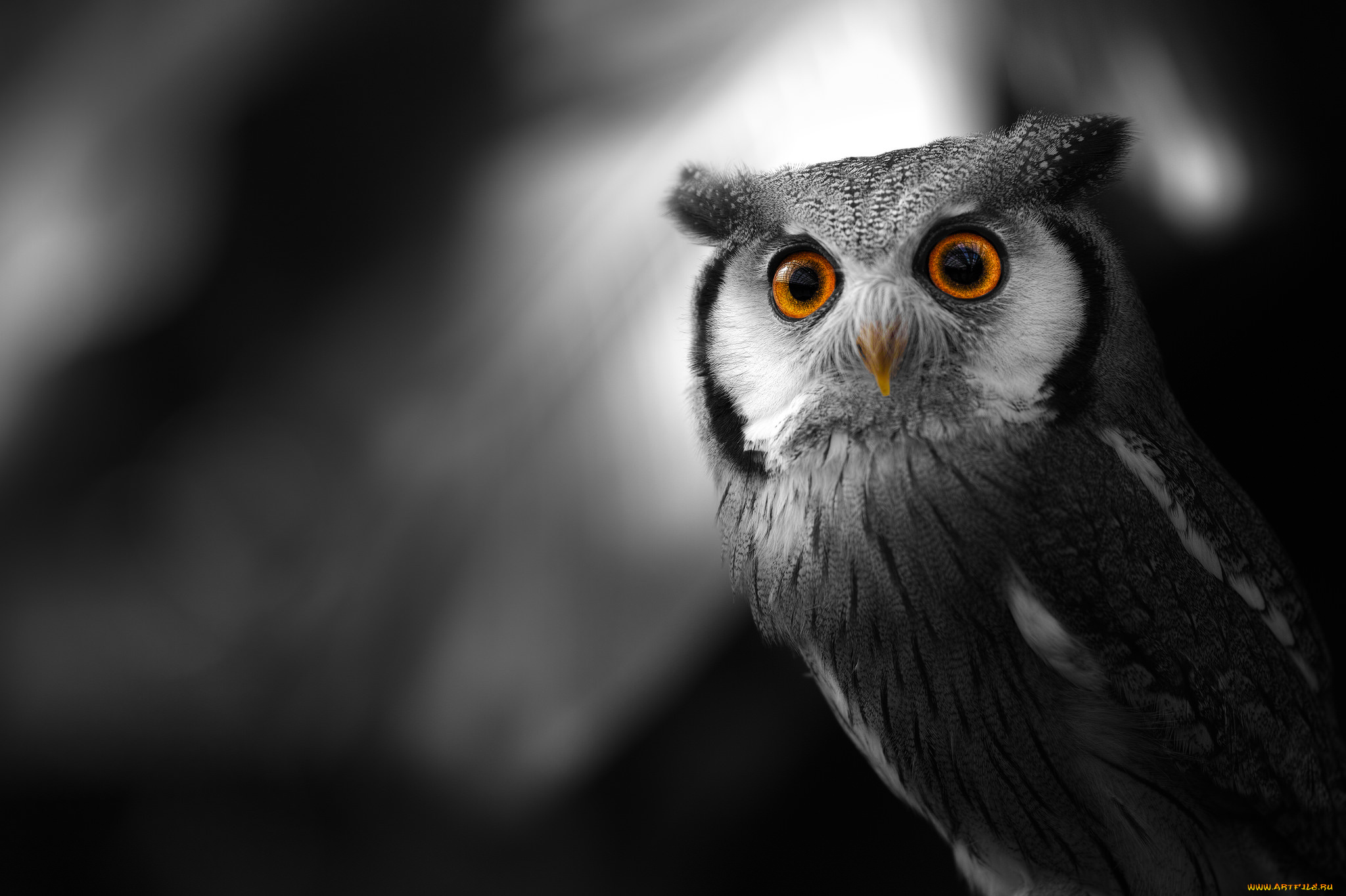 животные, совы, взгляд, сова