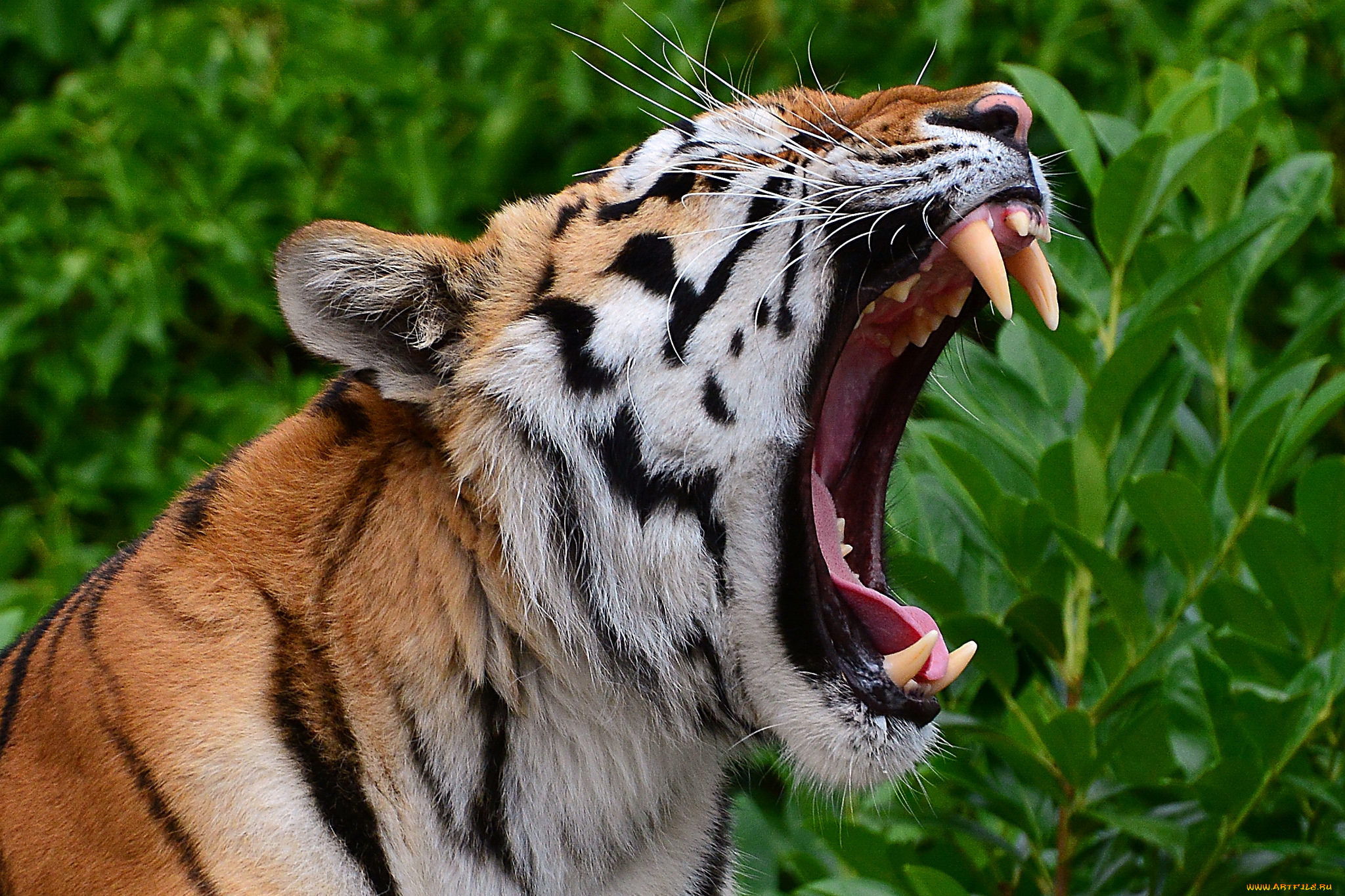 животные, тигры, тигр