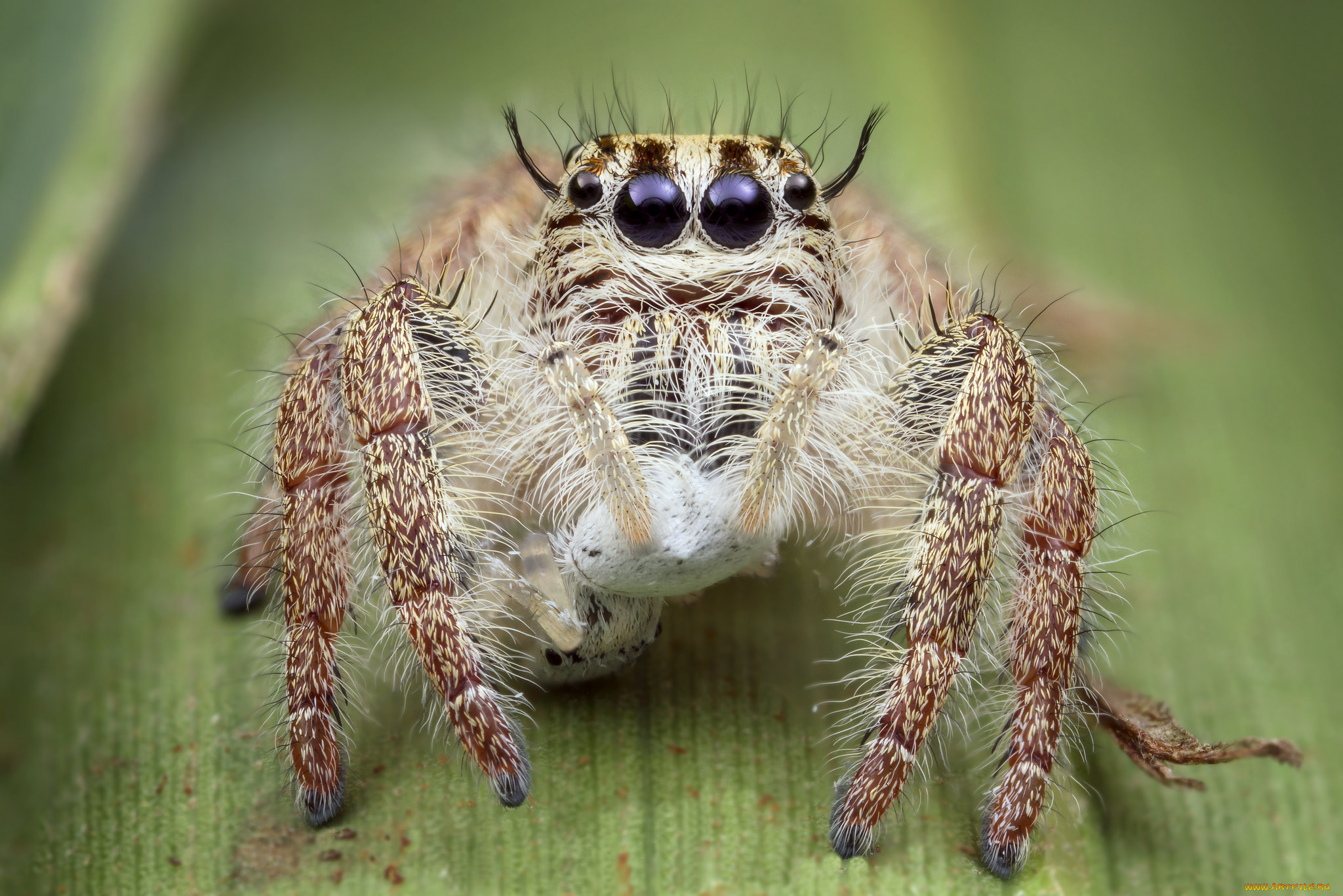животные, пауки, паучок