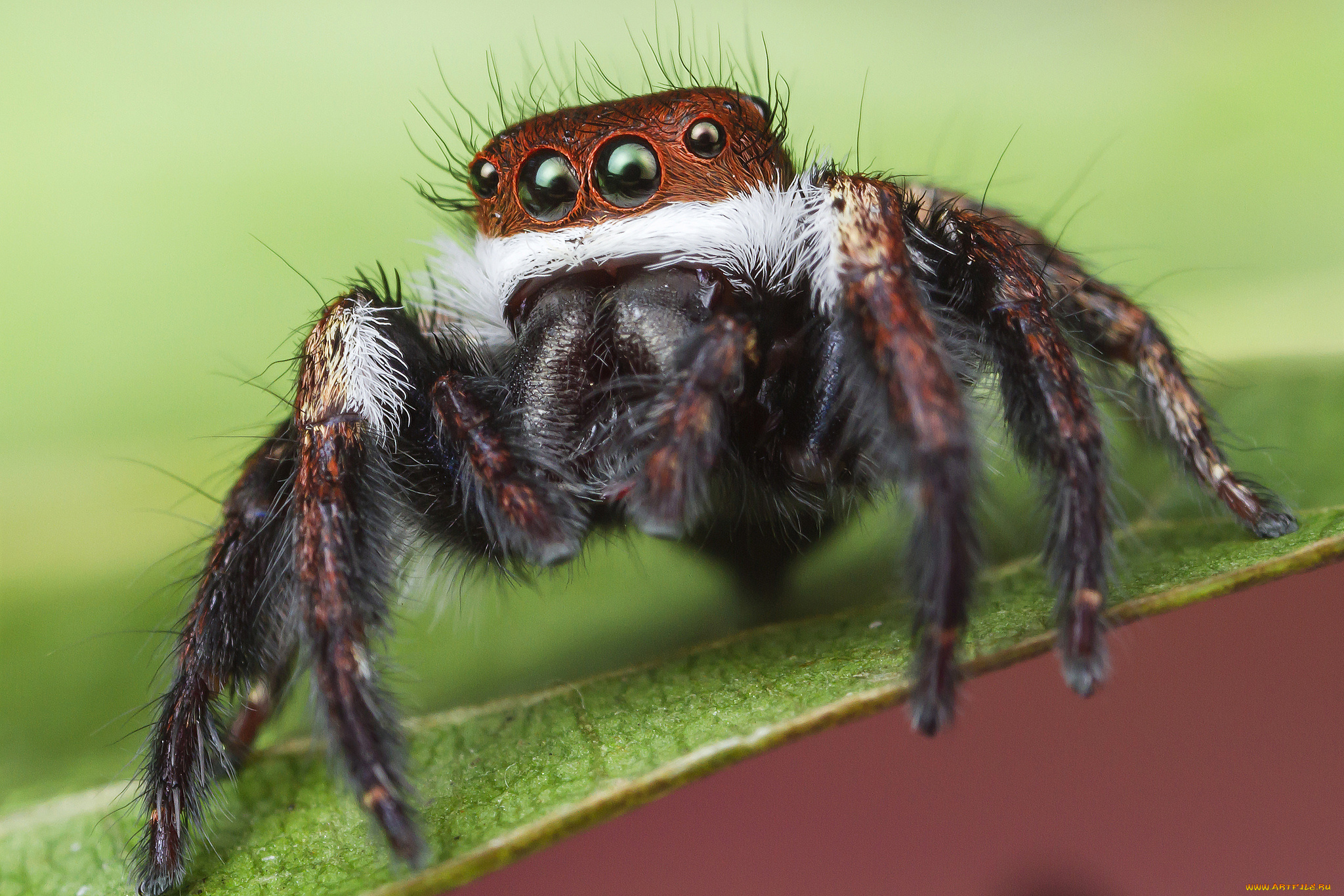 животные, пауки, паучок