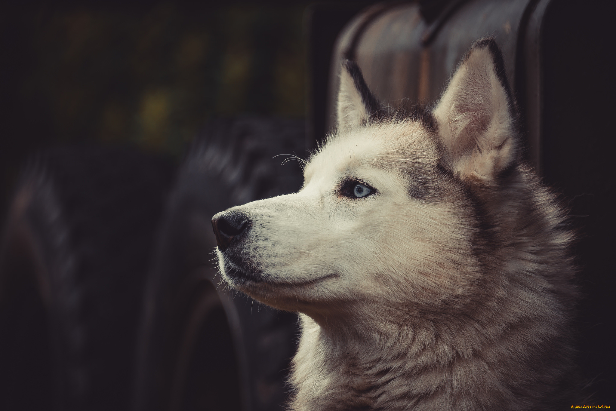 животные, собаки, морда, взгляд, собака, хаски