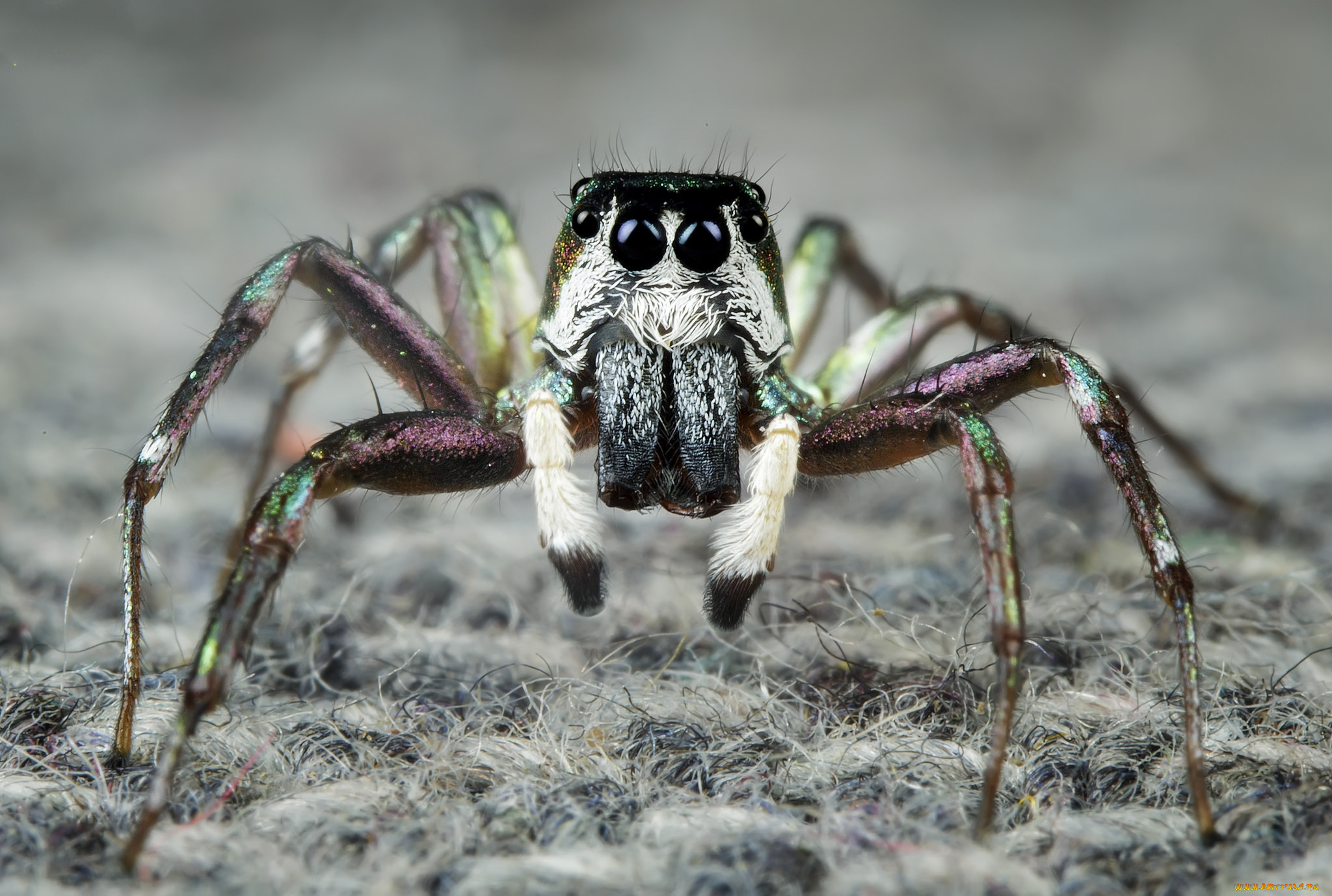 животные, пауки, паучок