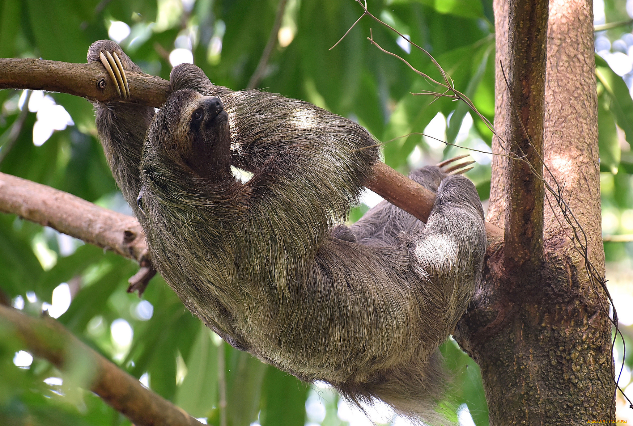животные, ленивцы, ленивец
