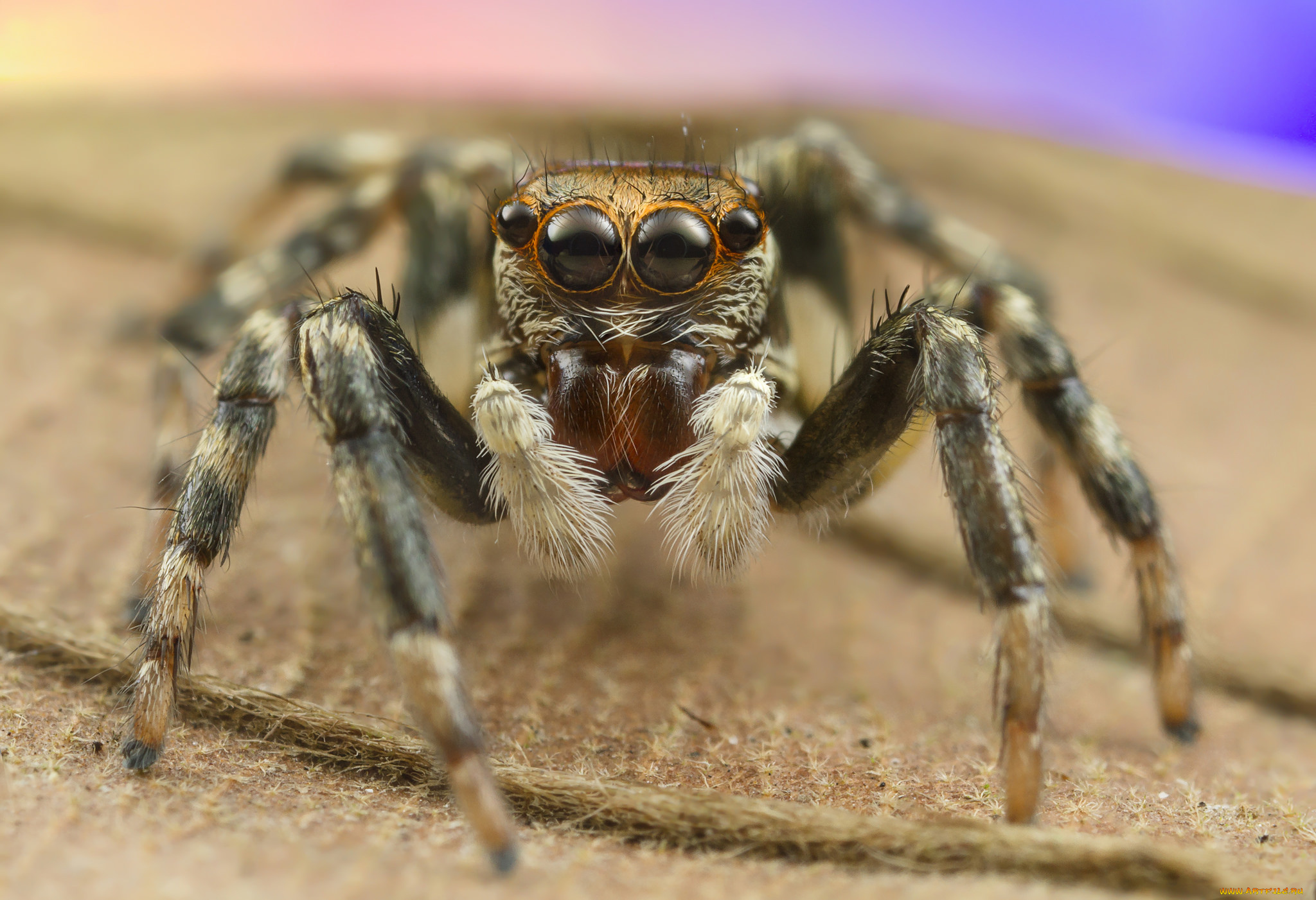 животные, пауки, паучок