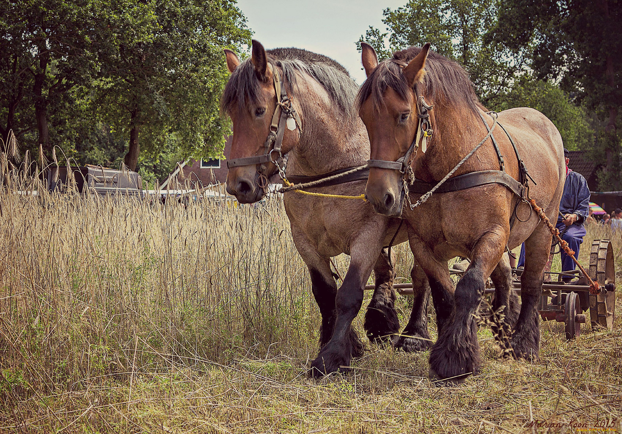 животные, лошади, упряжь