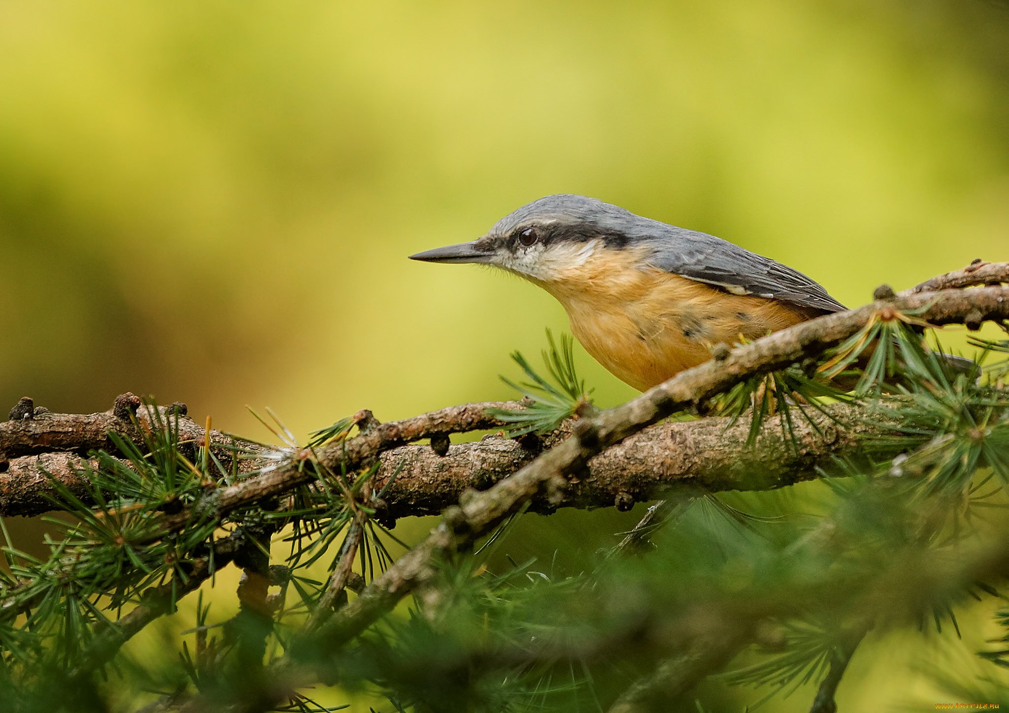животные, поползни, поползень