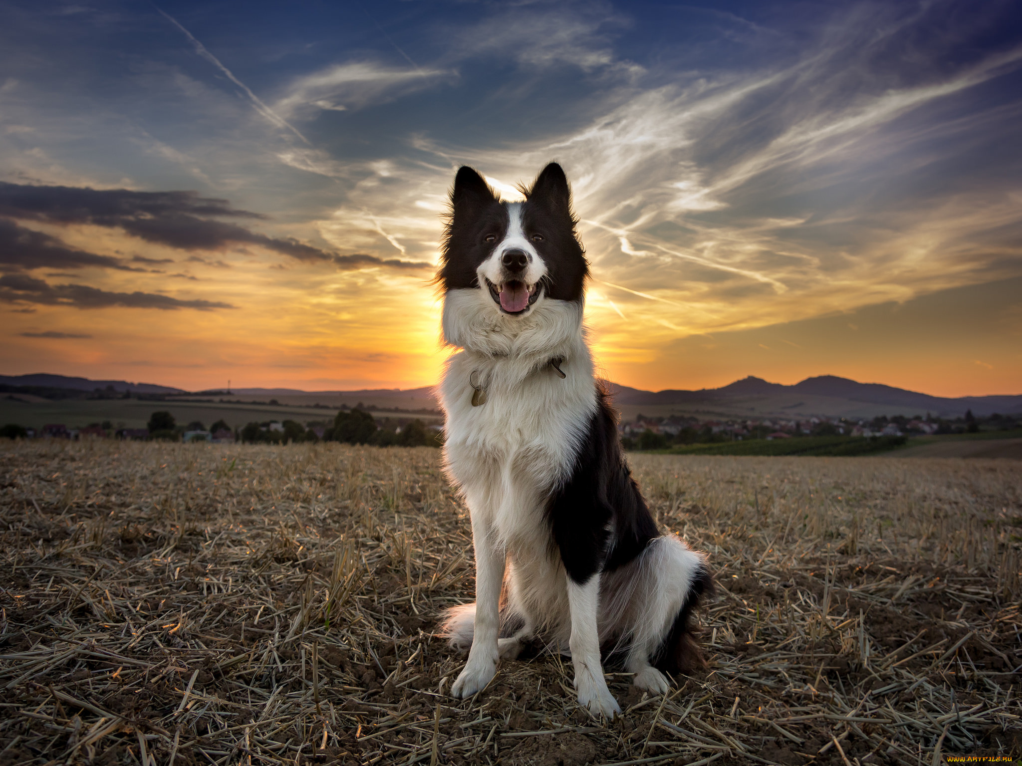 животные, собаки, пес