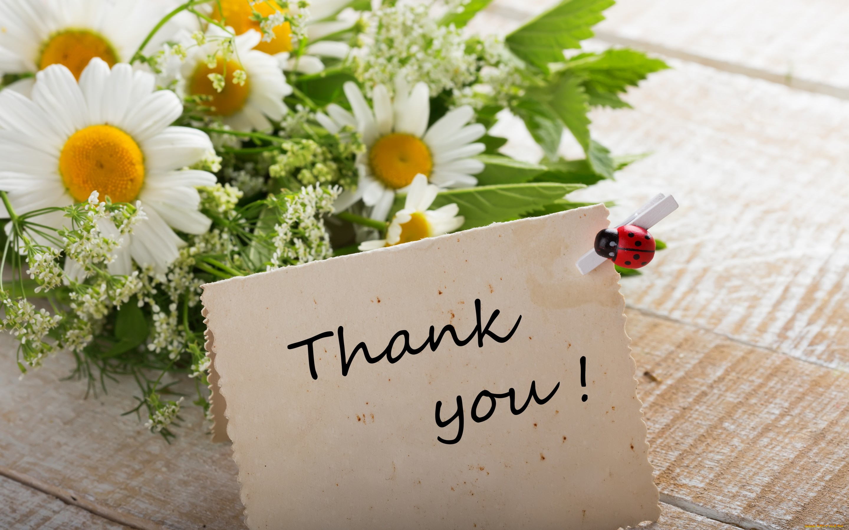 цветы, букеты, , композиции, thank, you, flowers, ромашки, букет
