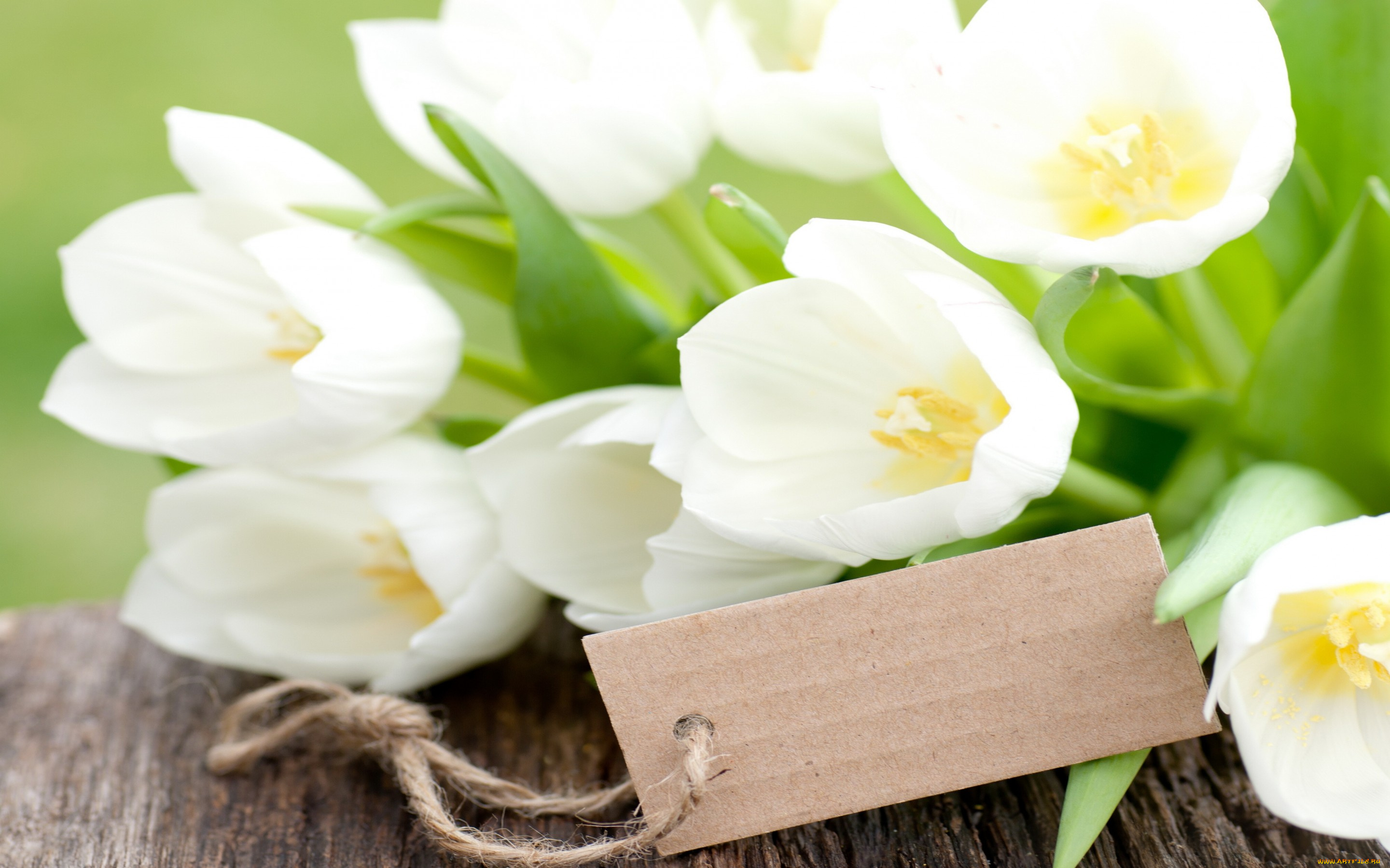 цветы, тюльпаны, flowers, white, букет