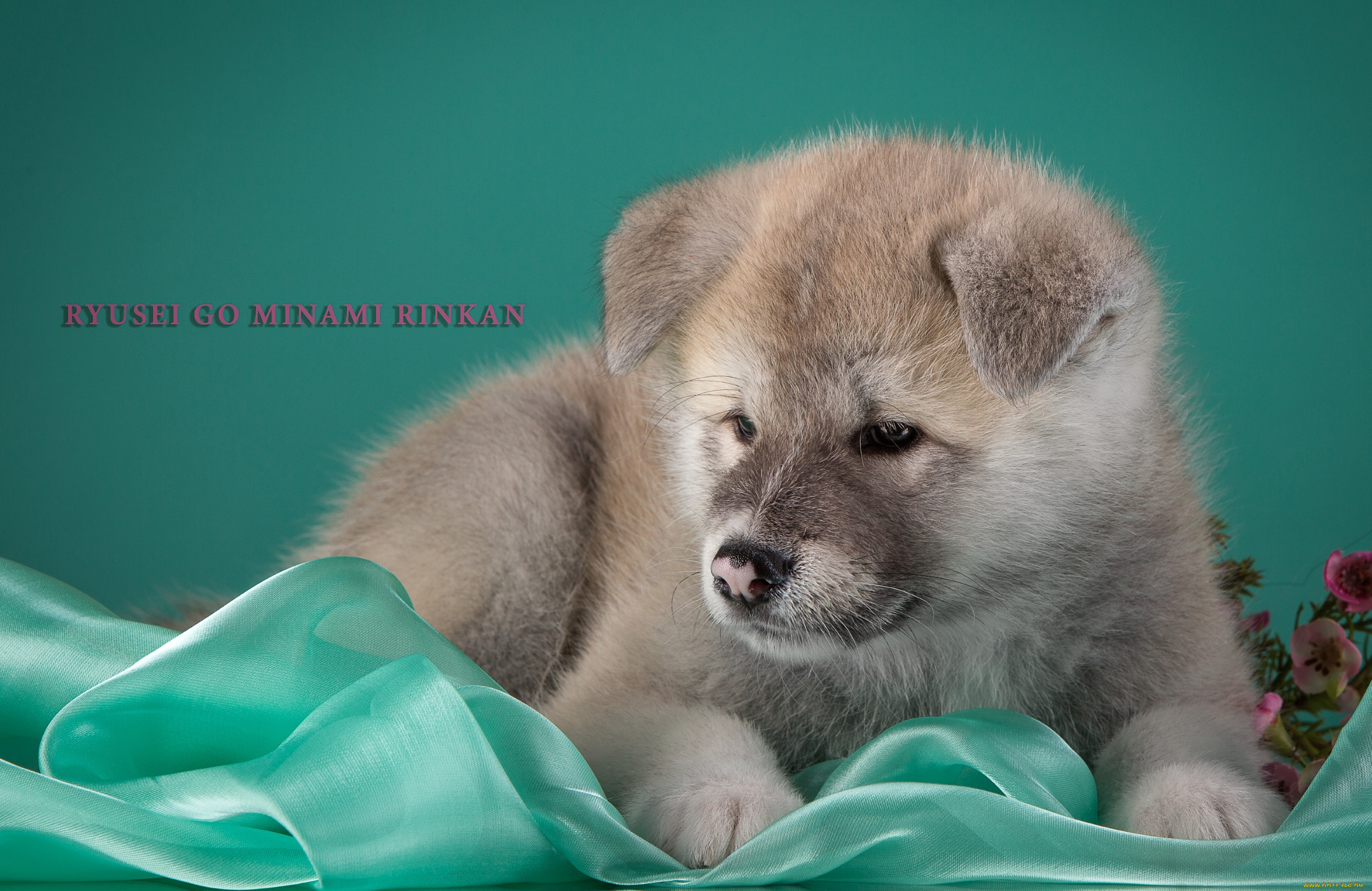 животные, собаки, японская, акита, щенок, бежевый