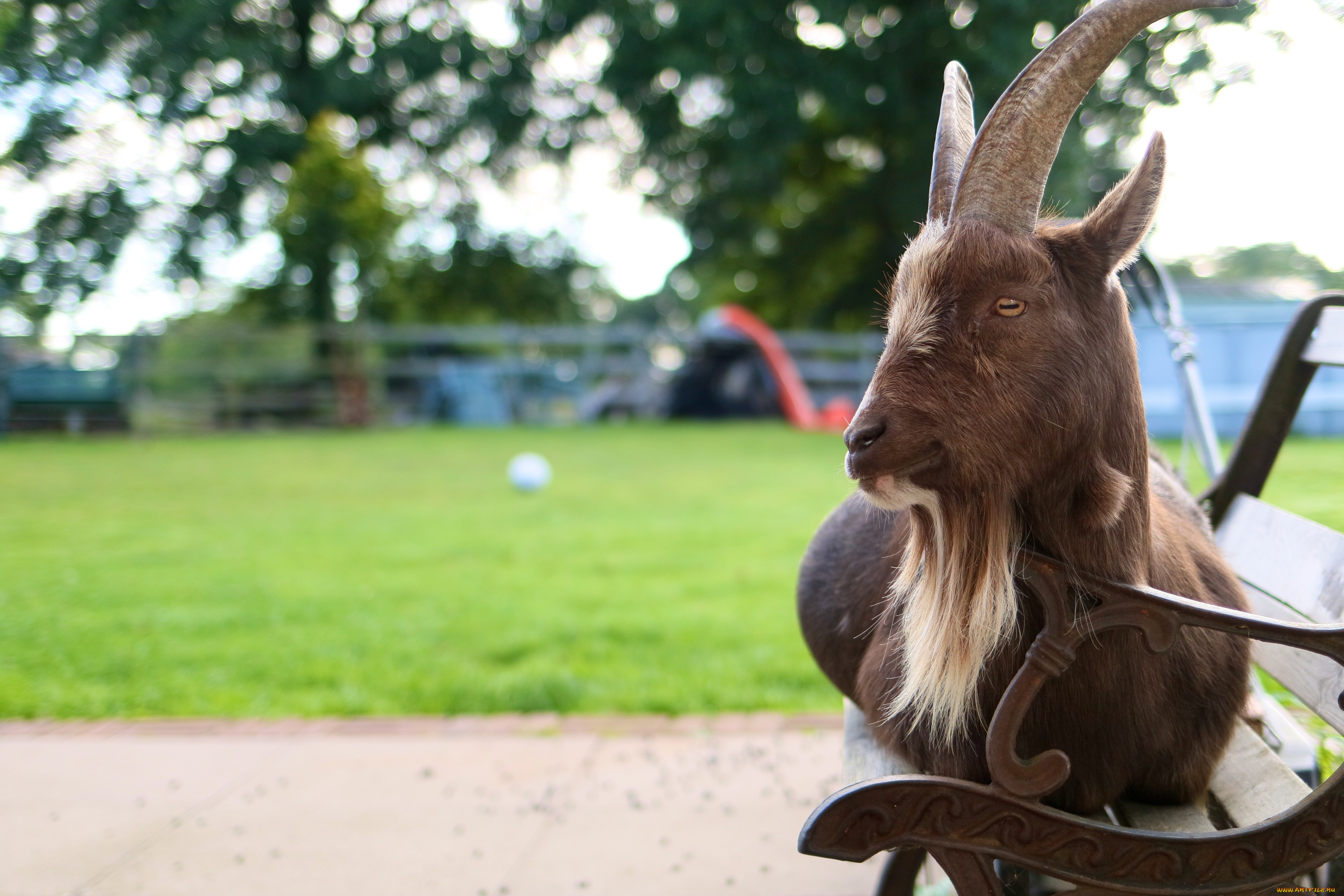 животные, козы, лавочка, коза, скамья