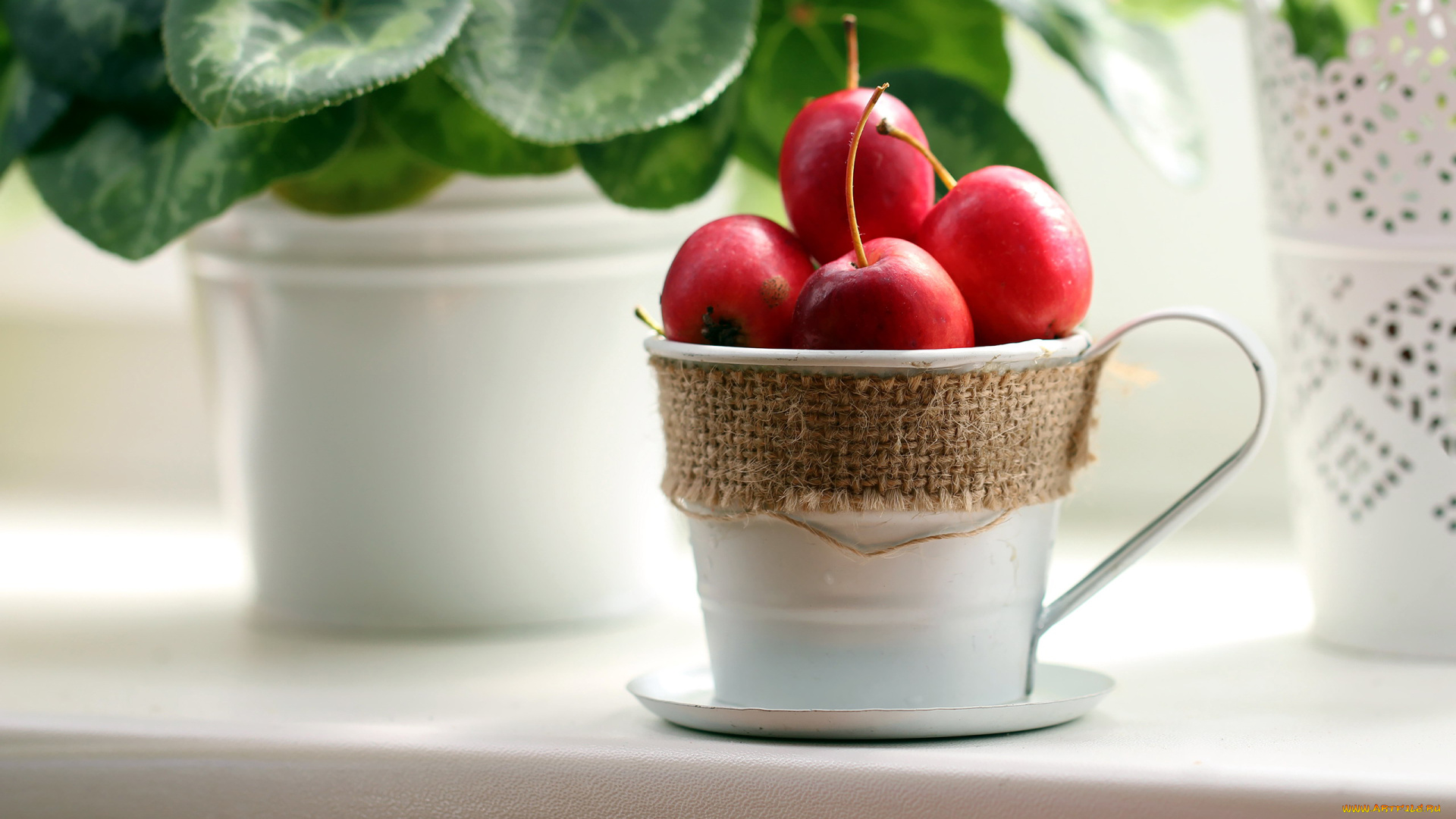 еда, Яблоки, яблоки, райские