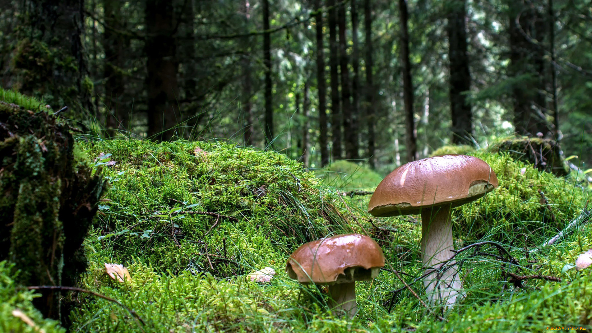 природа, грибы, боровики