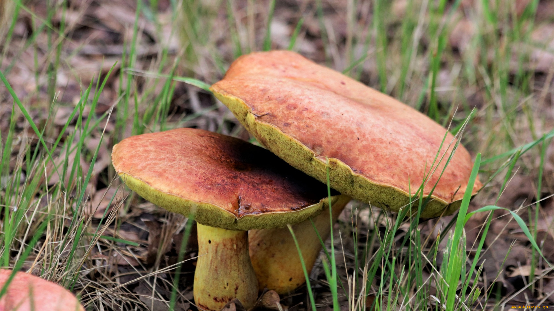 природа, грибы, дуэт