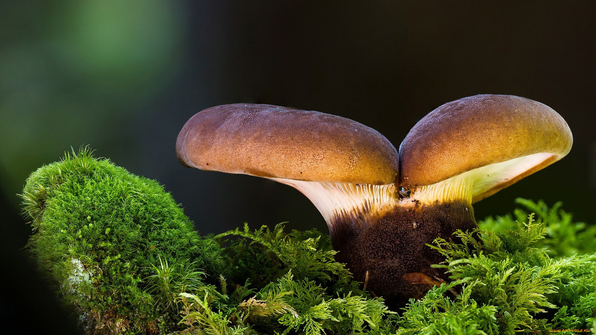 природа, грибы, шляпка