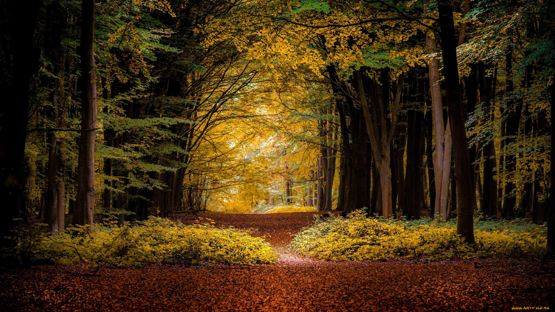 природа, лес, пейзаж, деревья, осень