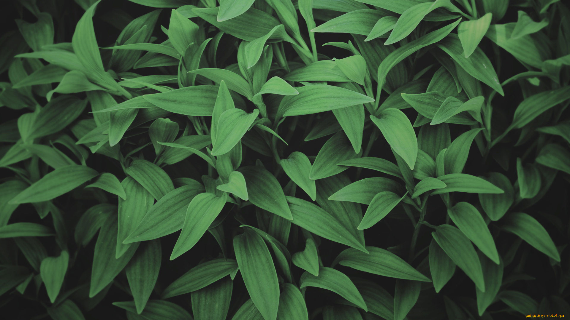 природа, листья, фон