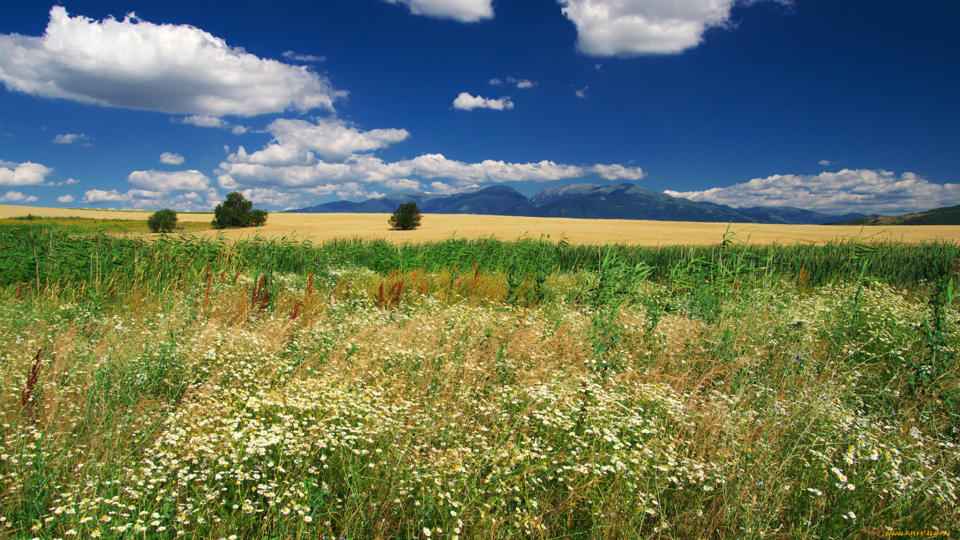 природа, луга, простор