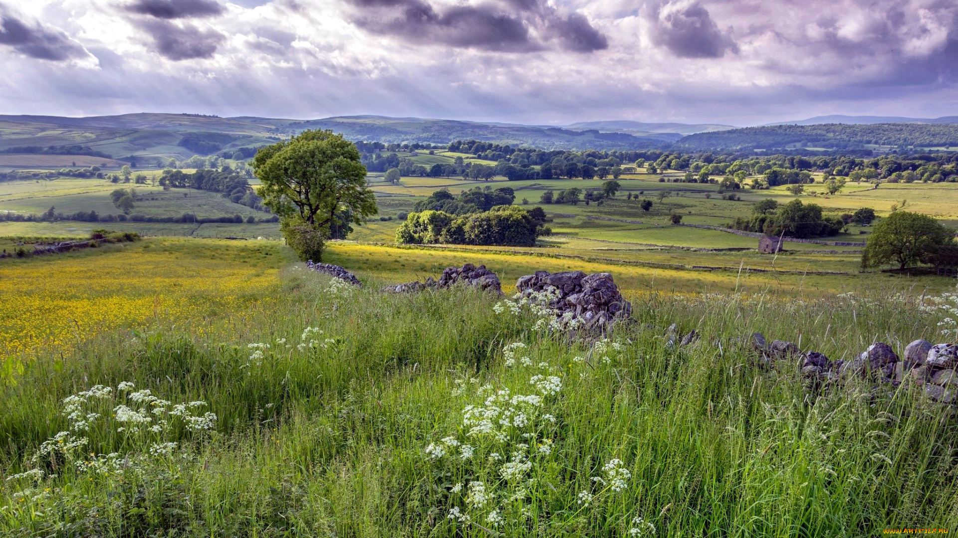 природа, пейзажи, лето, трава, цветы, тучи
