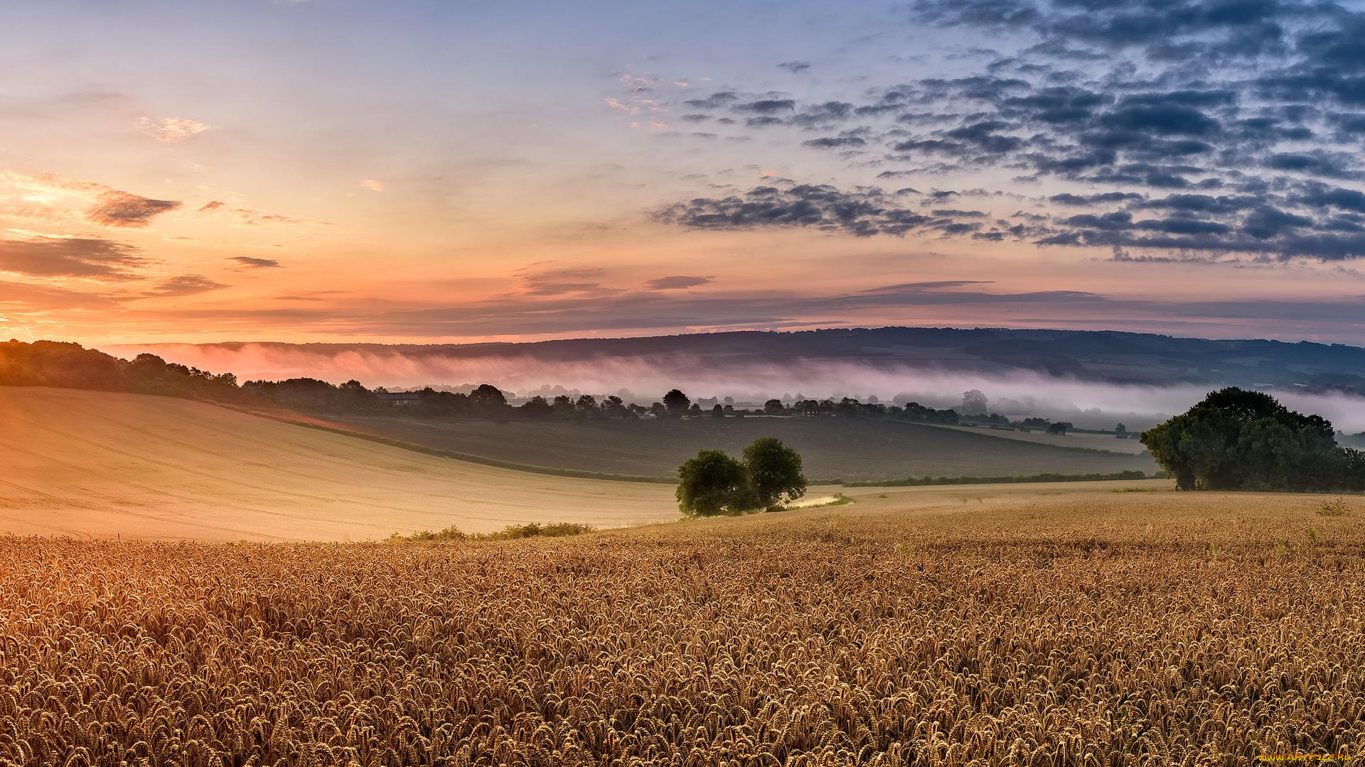 природа, поля, пейзаж, колосья, поле, закат