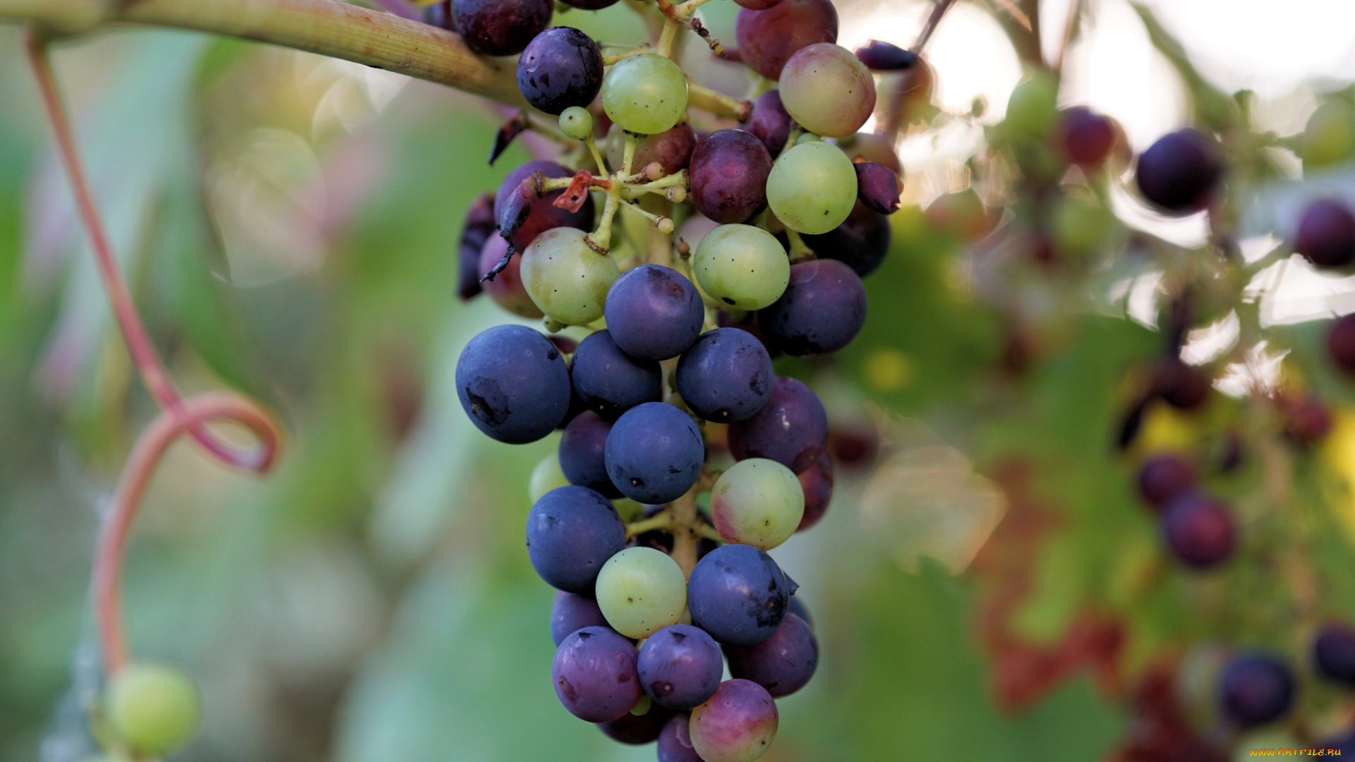 природа, Ягоды, , виноград, гроздь