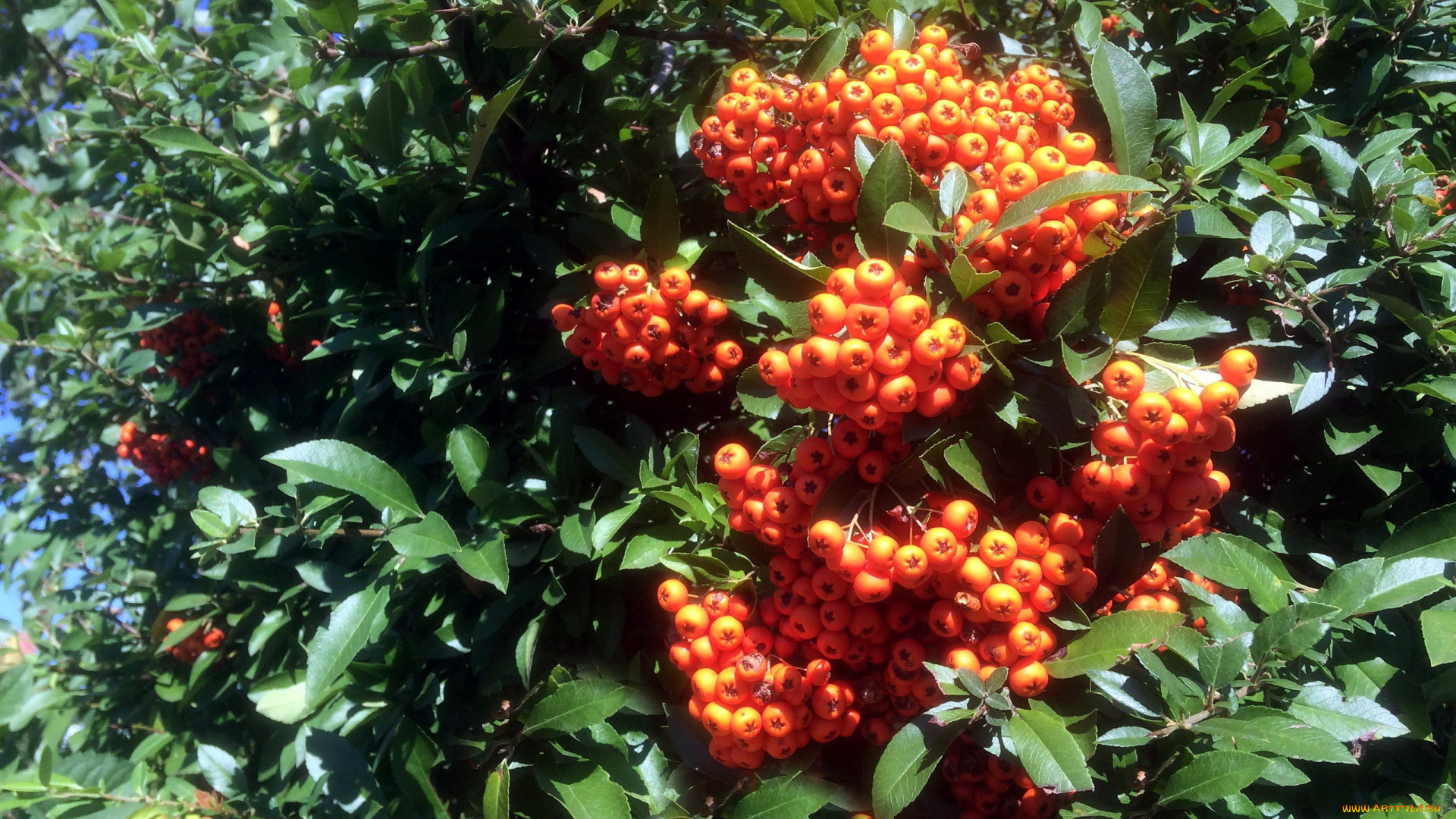 природа, Ягоды, оранжевые, ягоды