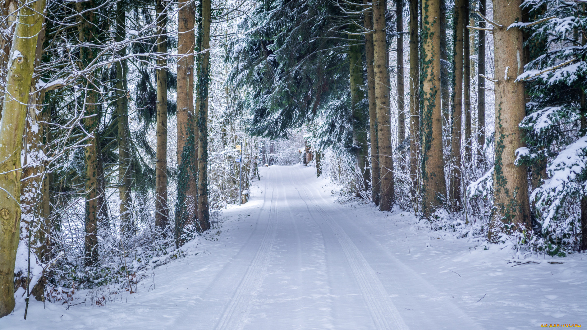 природа, зима, простор